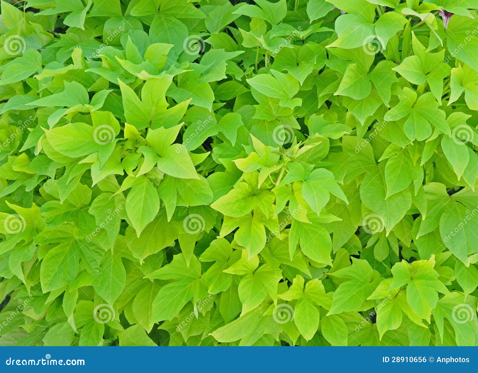 Sweet potatoes tree stock photo. Image of edible, tender 28910656