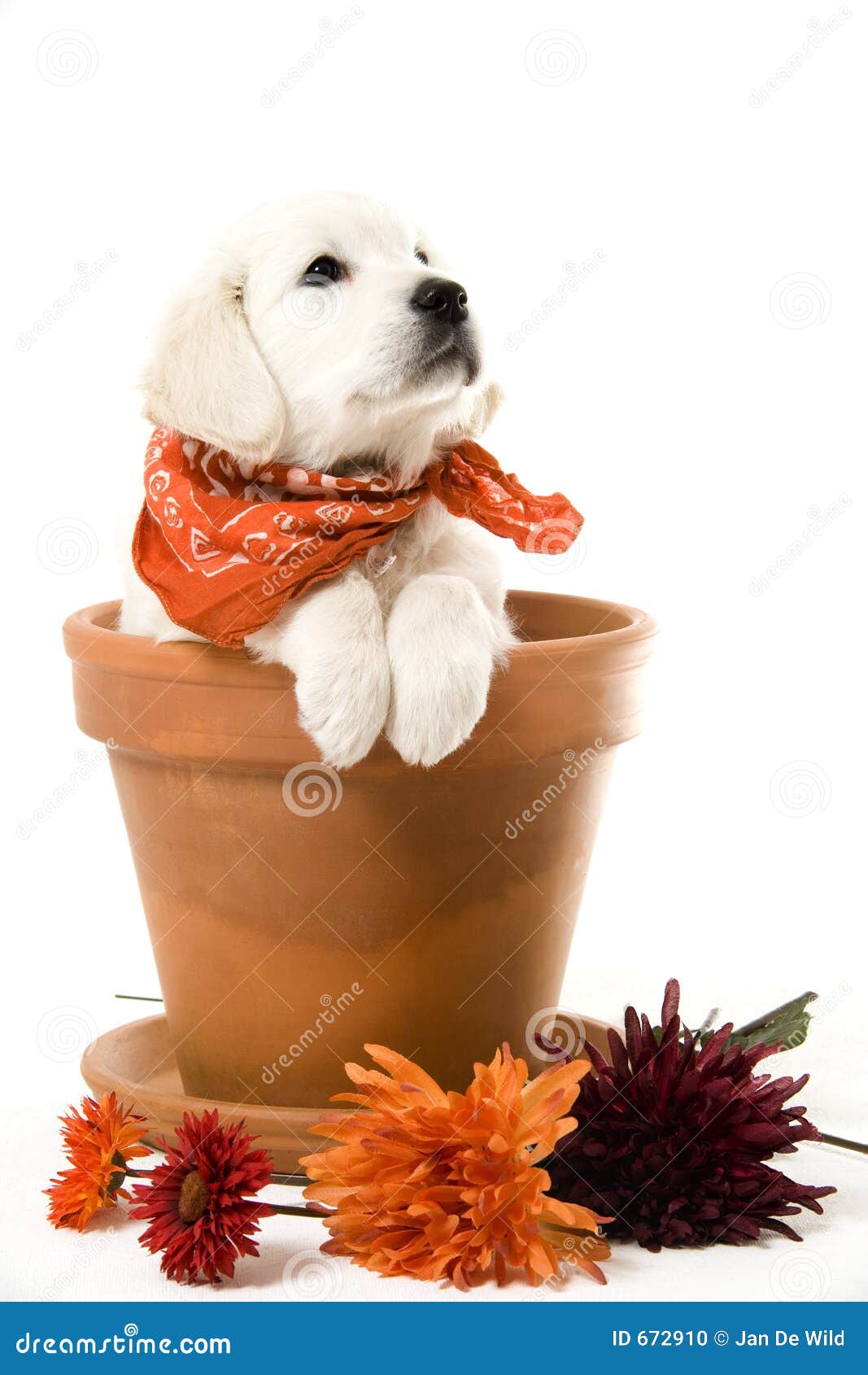 sweet puppy