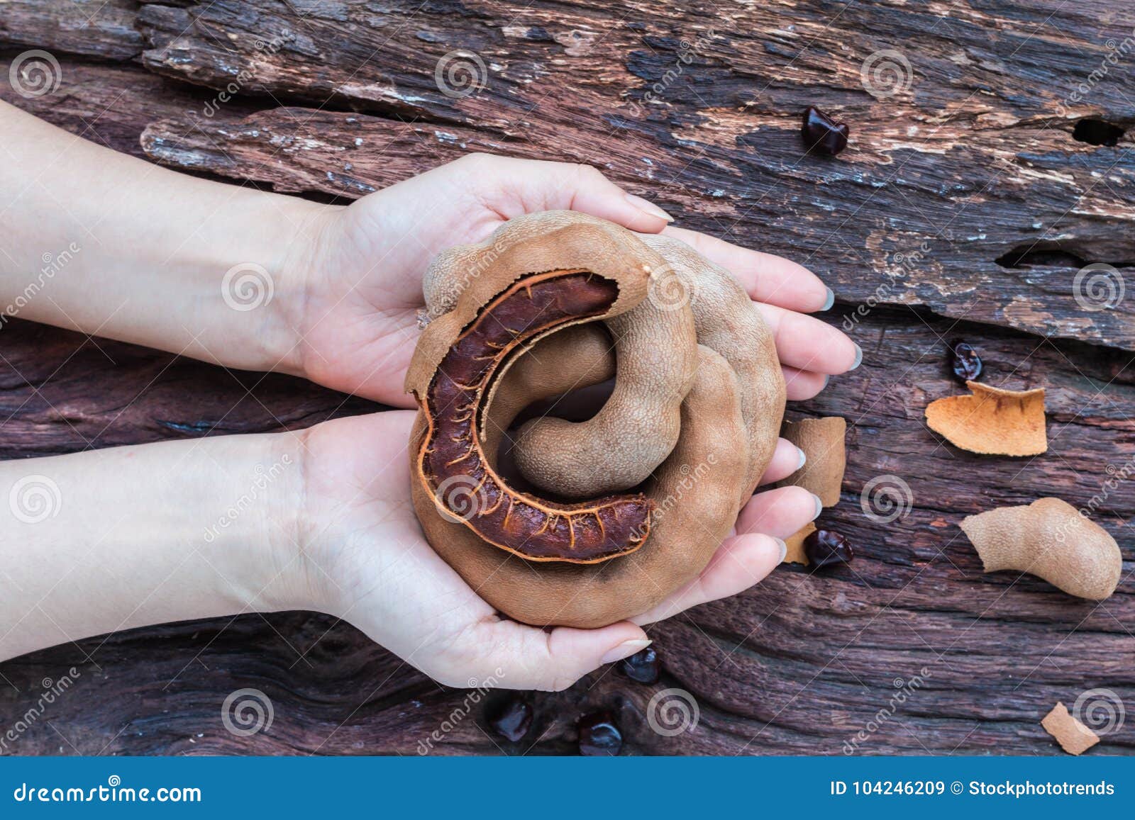 sweet ripe tamarinds in her hands
