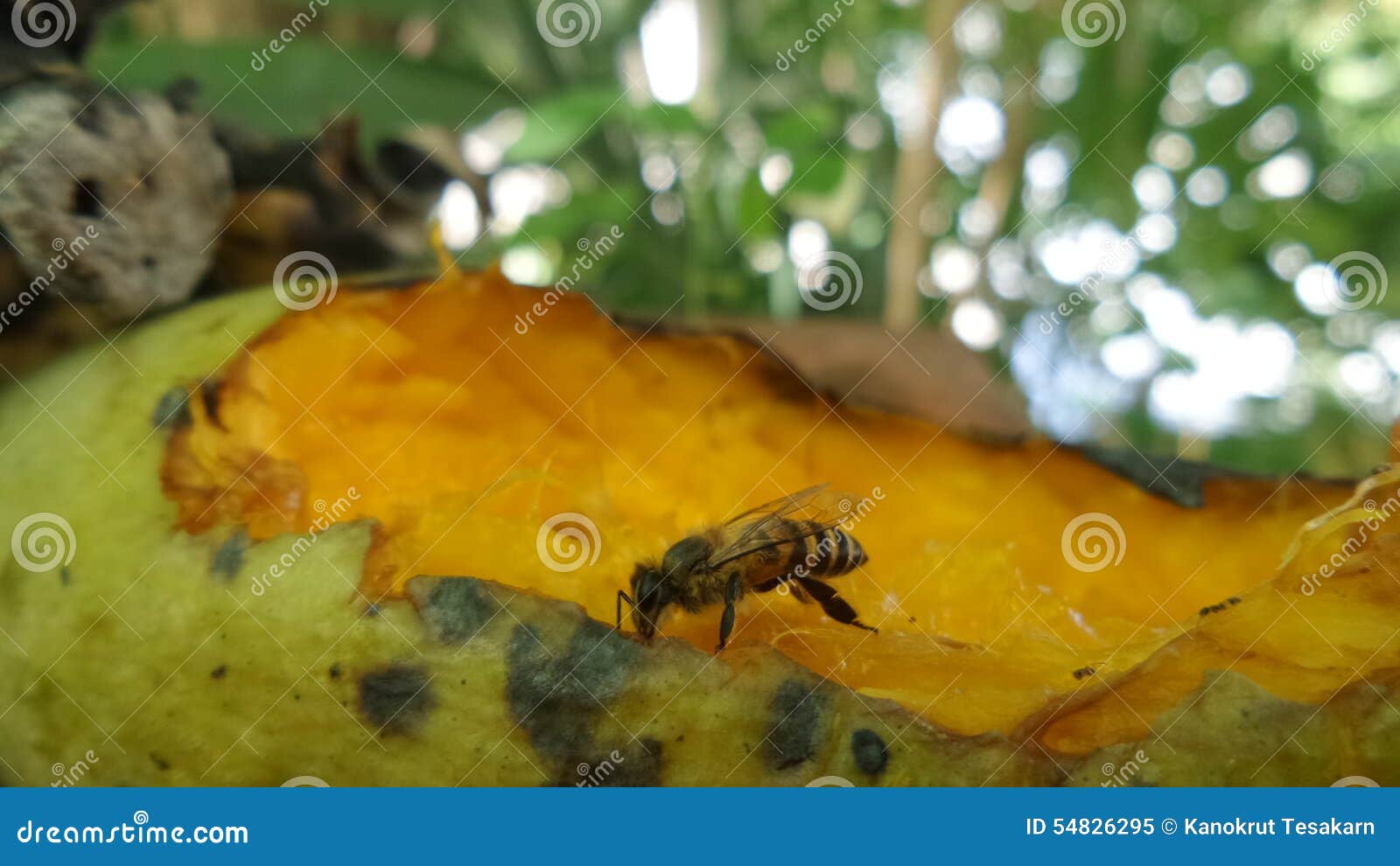 sweet ripen mango attrack bee interest