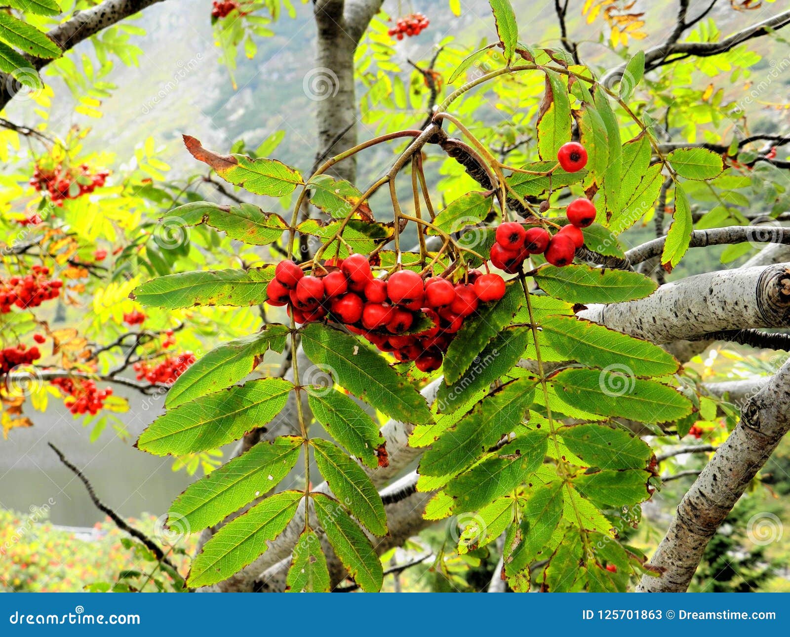 Sweet Rowan during Mountain Fever Stock Image Image of water