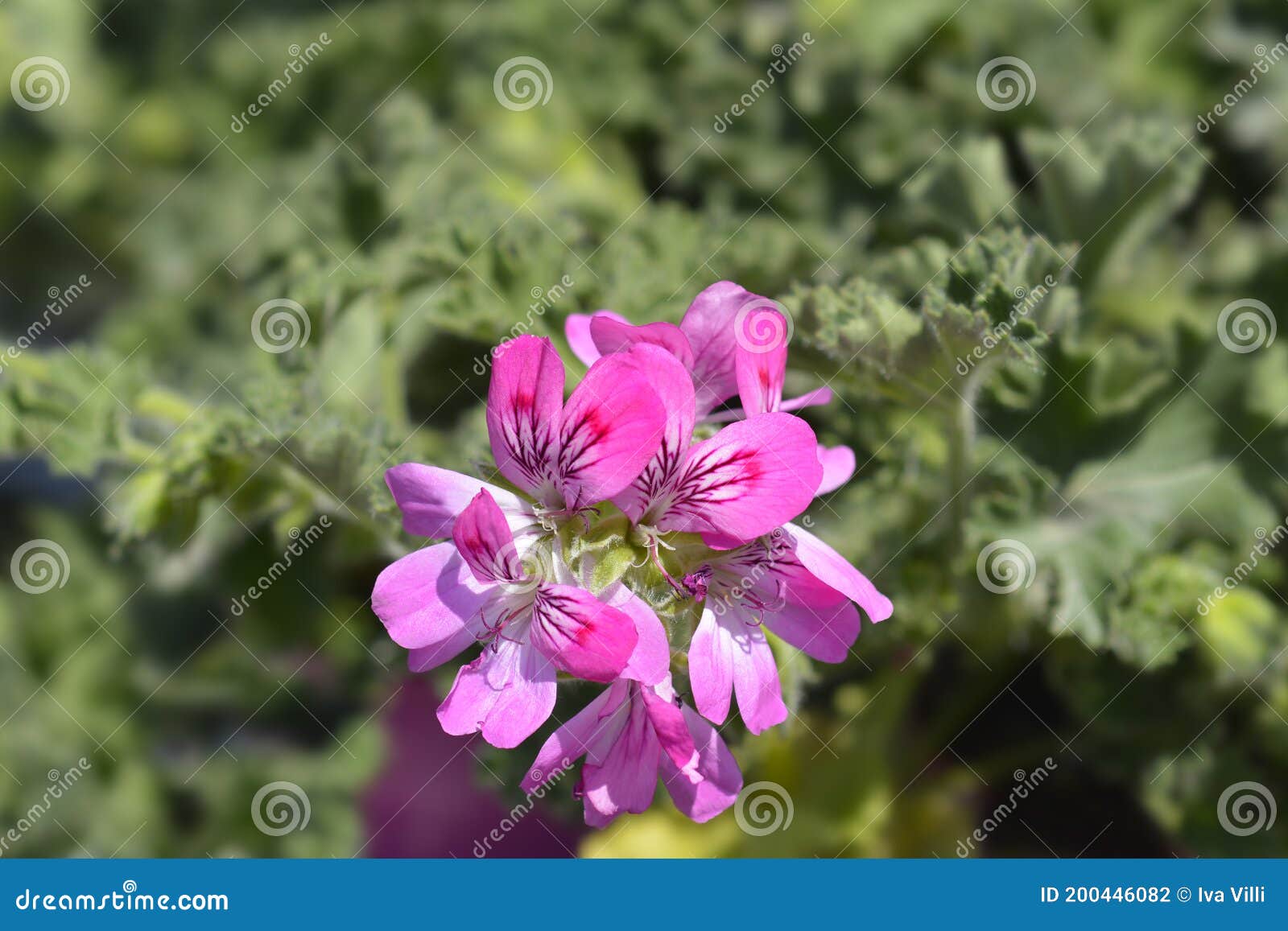 Sweetscented geranium stock photo. Image of pink, close 200446082