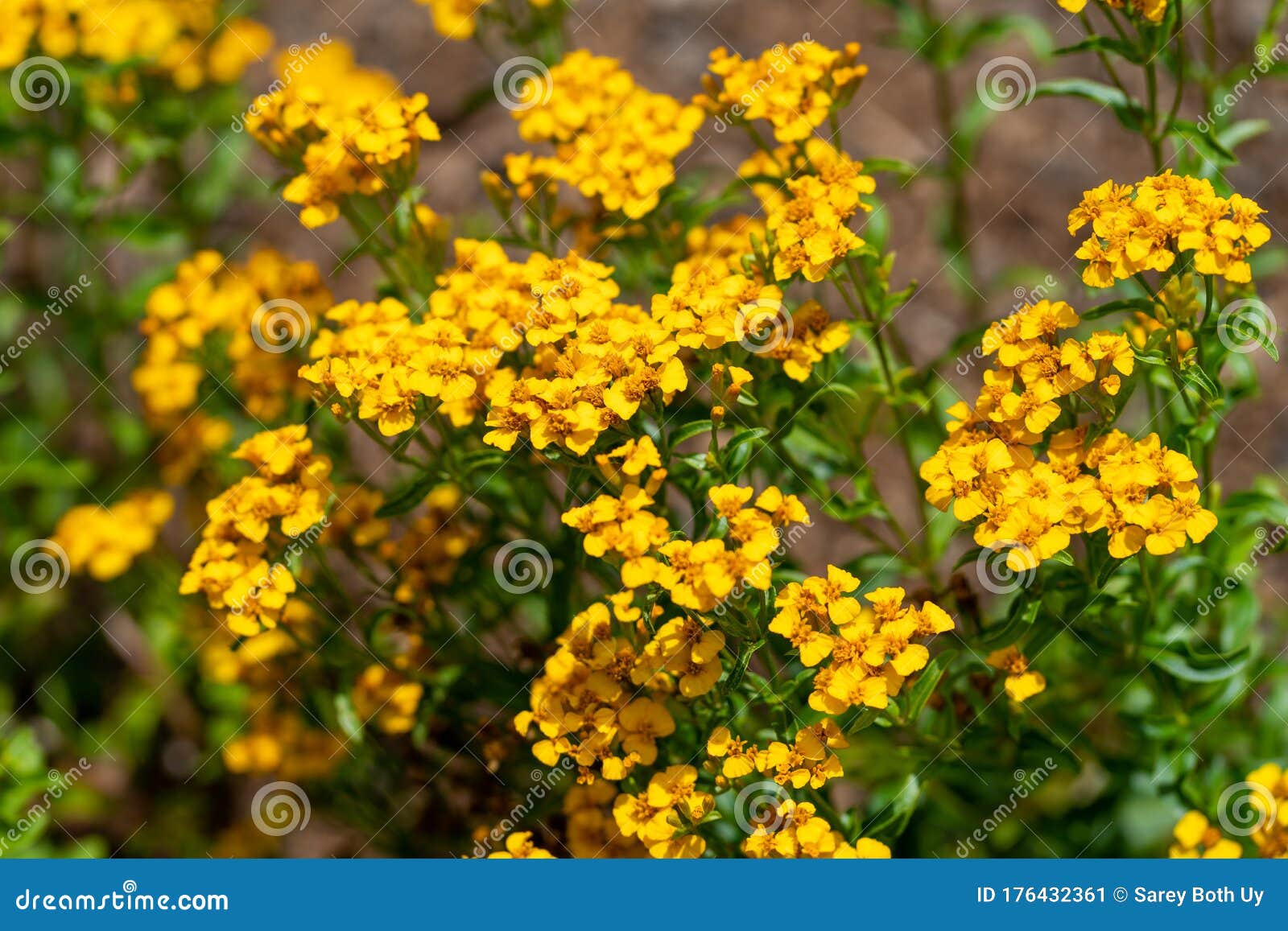 sweet-scented marigold - tagetes lucida
