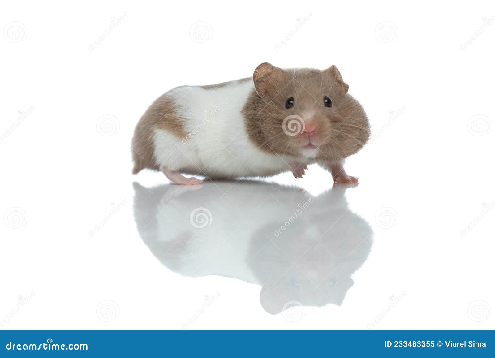 syberian mouse POY