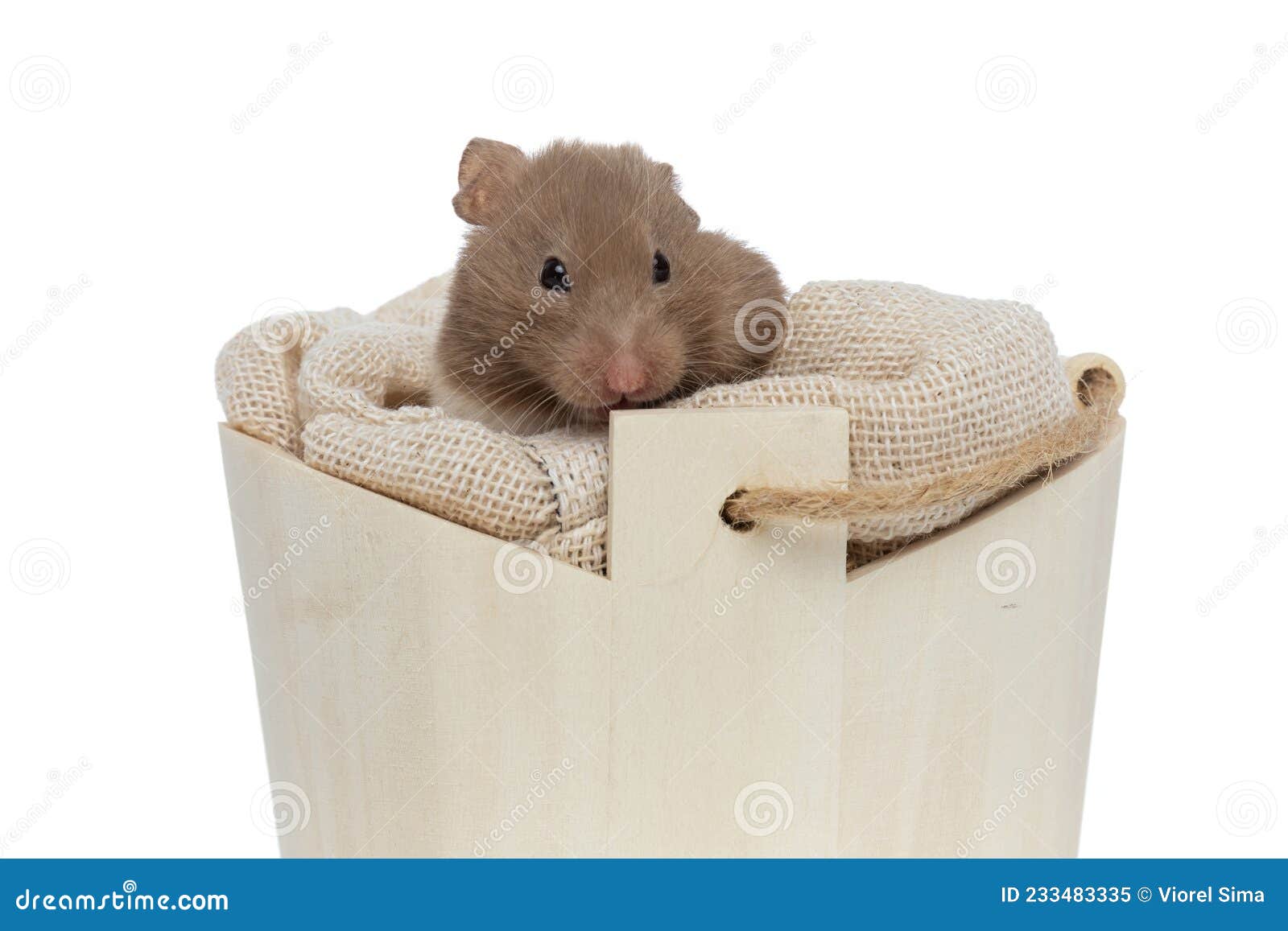 sweet syrian hamster resting in his confortable bed