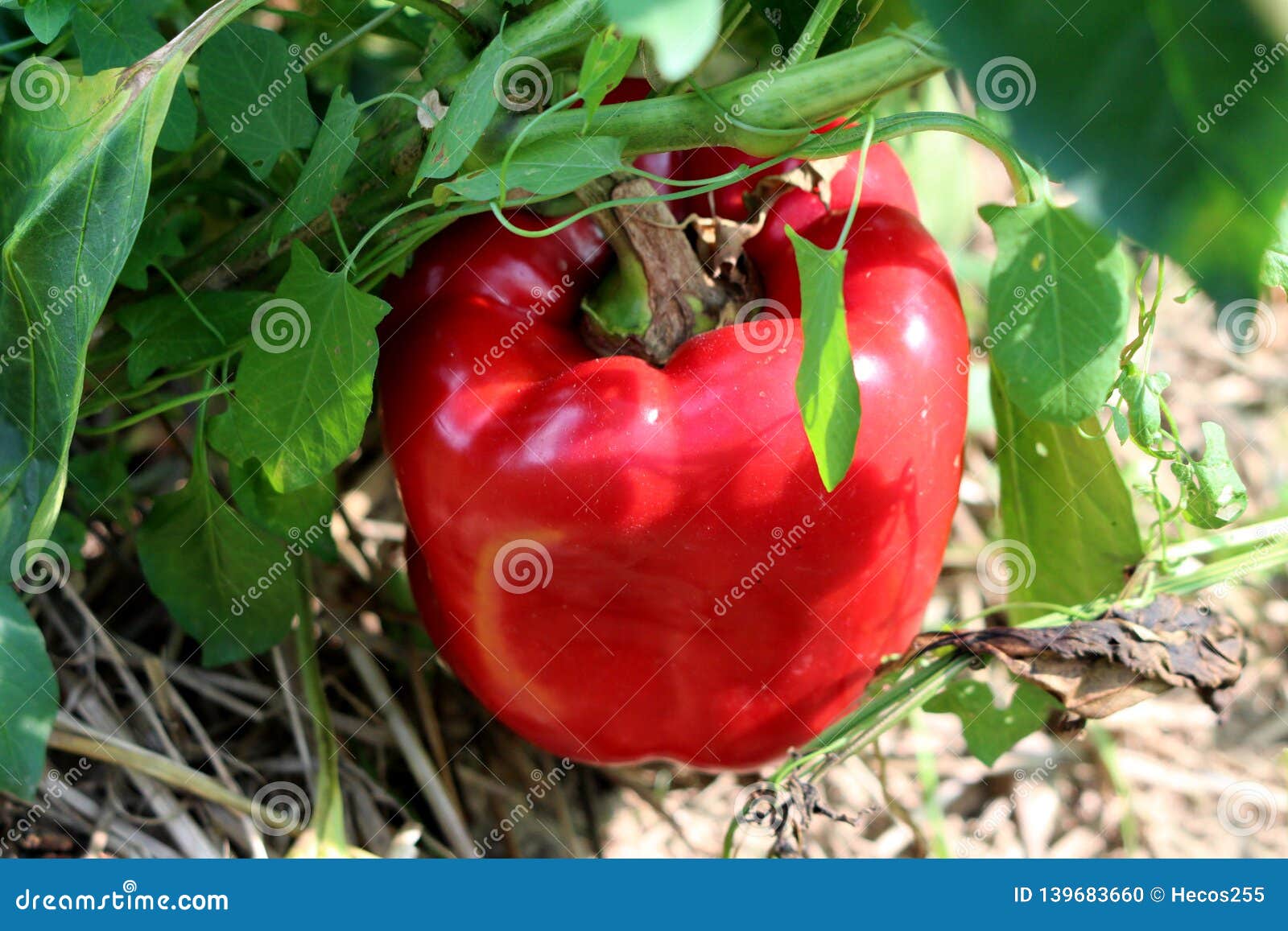 sweet thick red pepper called california wonder growing in local garden surrounded with green and dried leaves