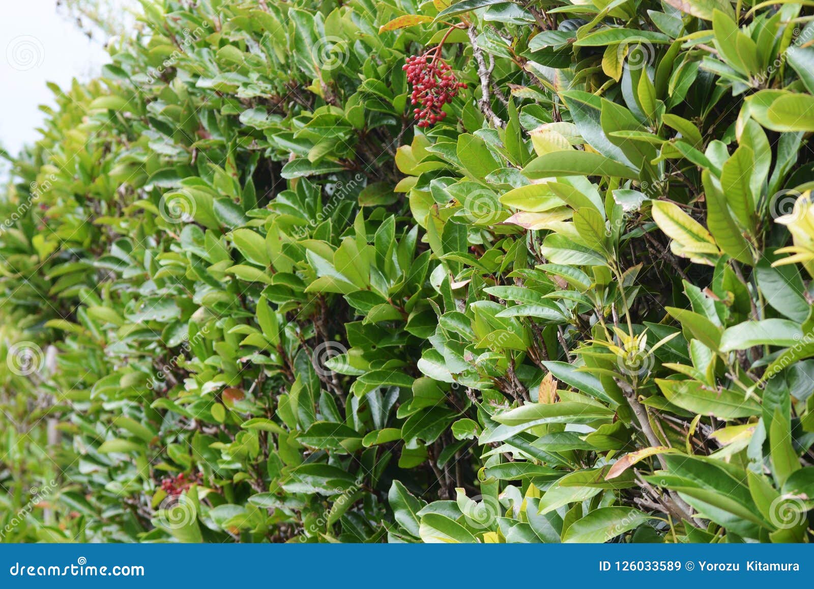 Sweet viburnum stock image. Image of tree, park, evergreen 126033589