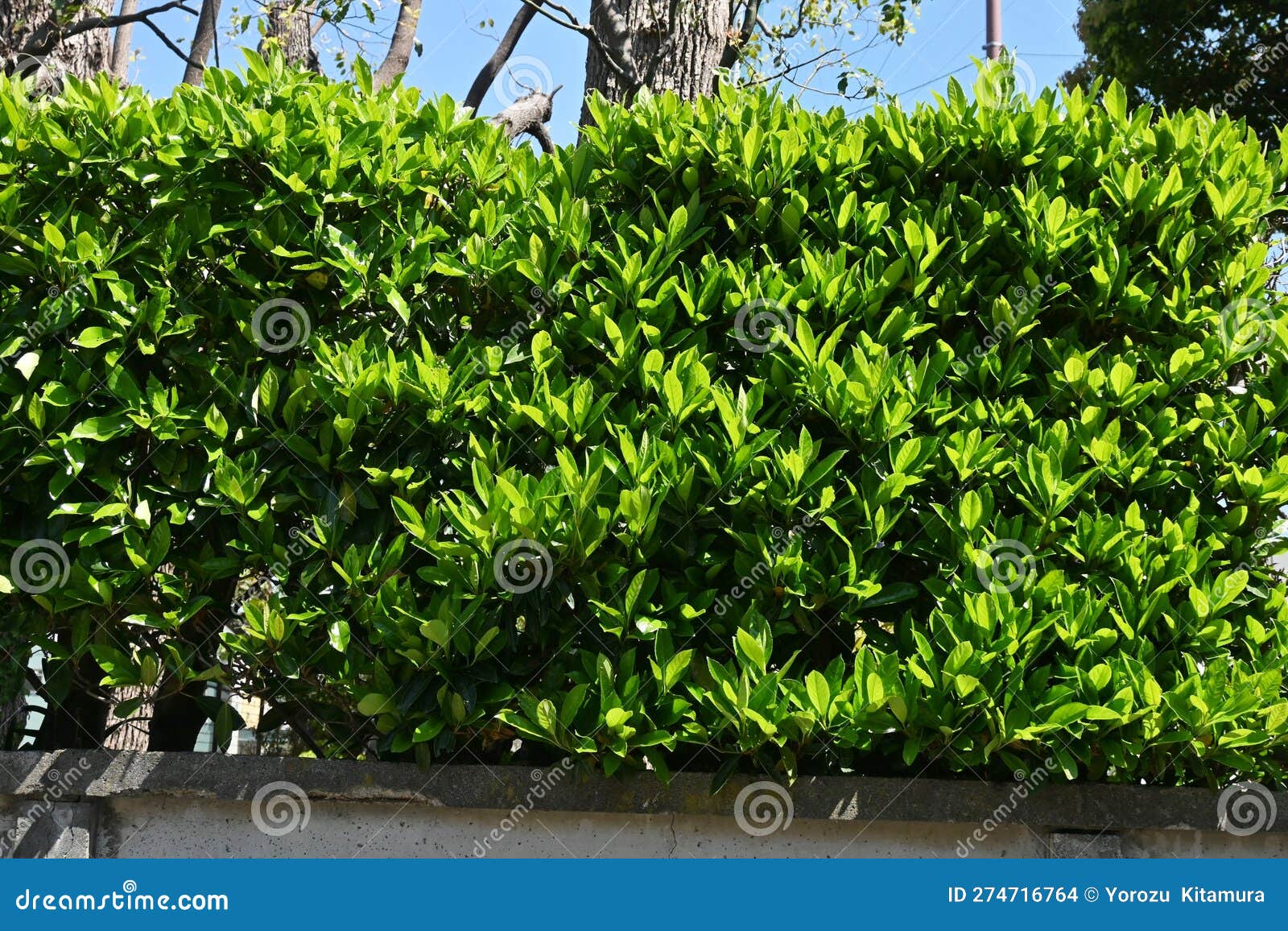 The Sweet Viburnum Tree Hedges. Stock Photo Image of garden, coral