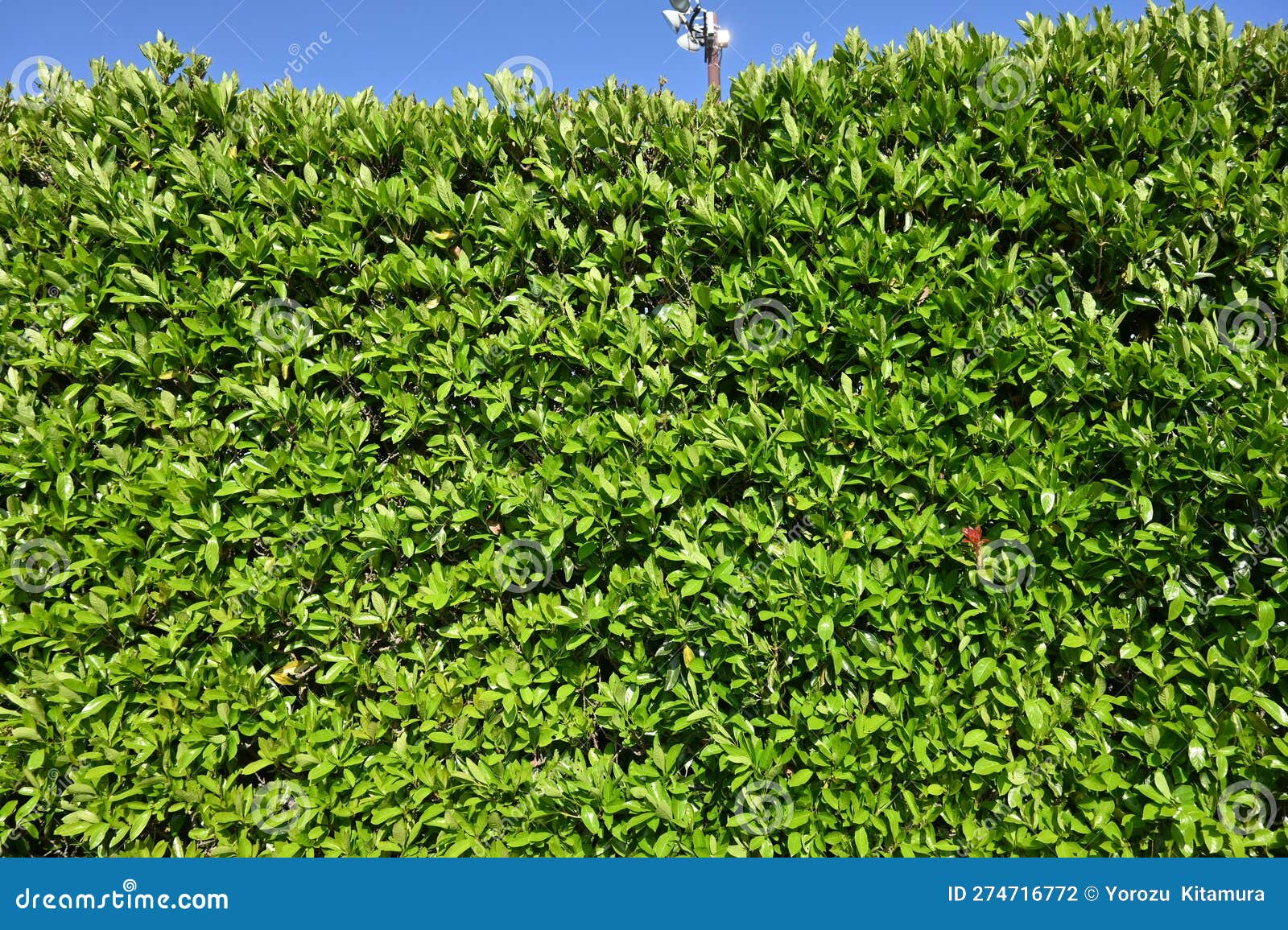 The Sweet Viburnum Tree Hedges. Stock Photo Image of roadside