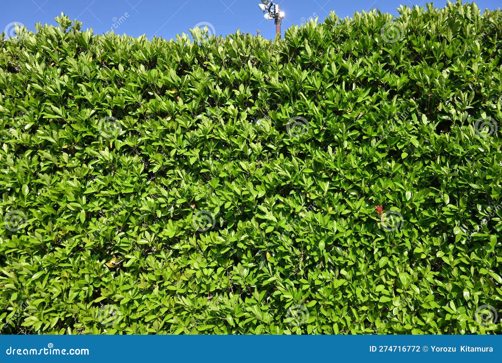 The Sweet Viburnum Tree Hedges. Stock Photo - Image of roadside ...