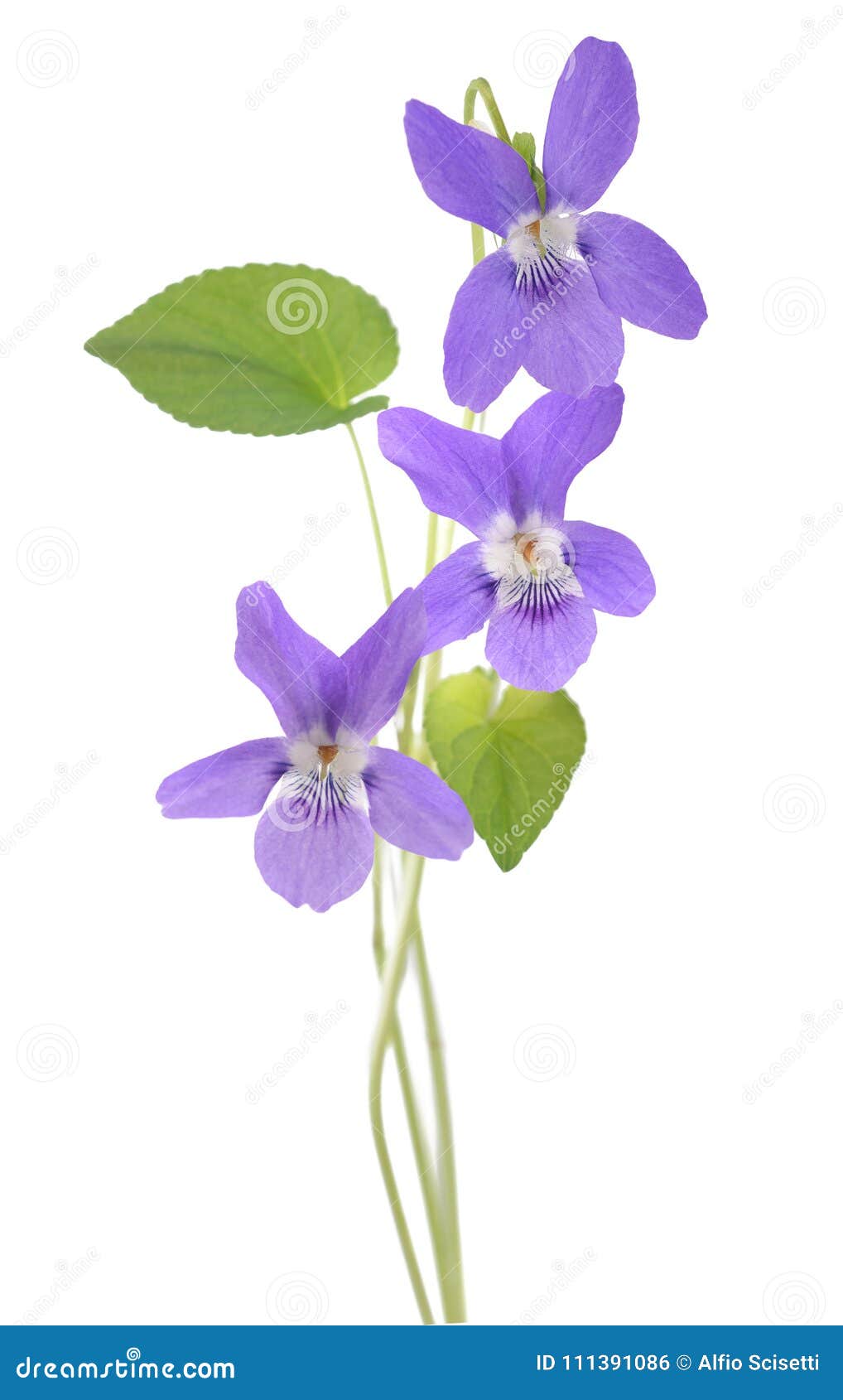 common violet plant
