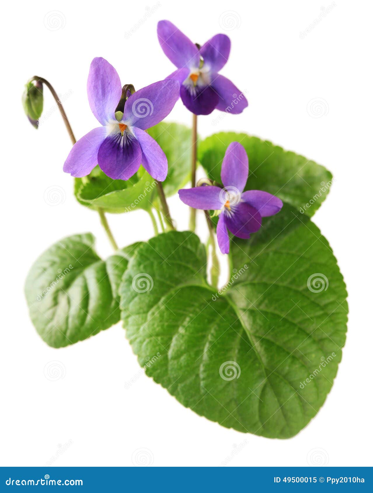 sweet violet, viola odorata