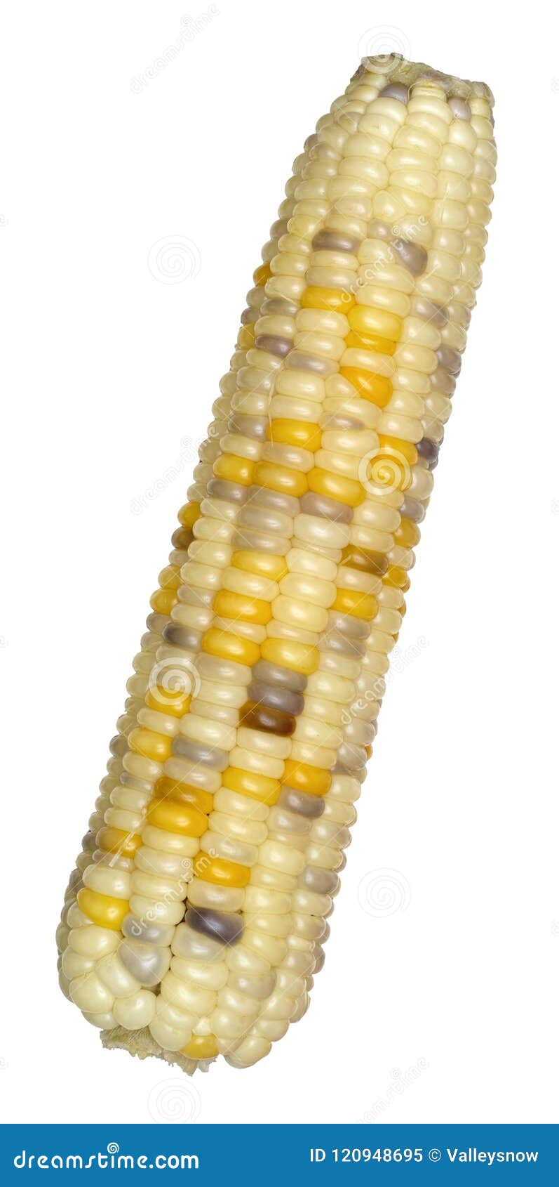 Sweet waxy corn stock image. Image of colorful, maize 120948695