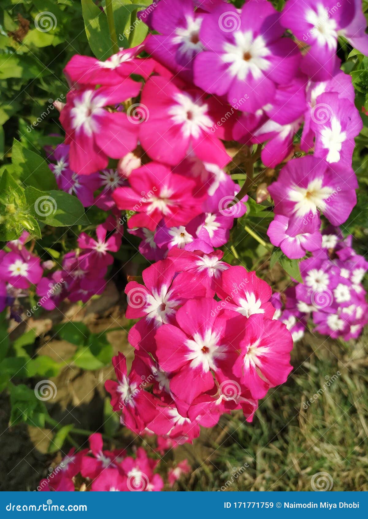 Sweet William or Dianthus Barbatus Flower is a Flowering Plant in the ...