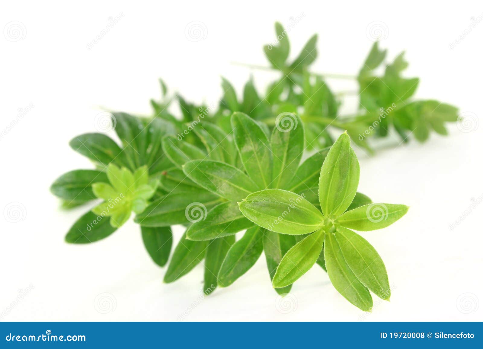 Sweet woodruff stock photo. Image of smell, spice, green 19720008