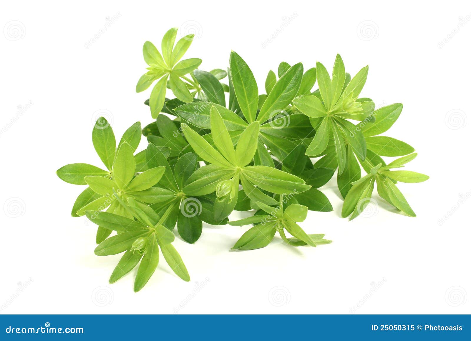 Sweet woodruff stock image. Image of odoratum, herald 25050315