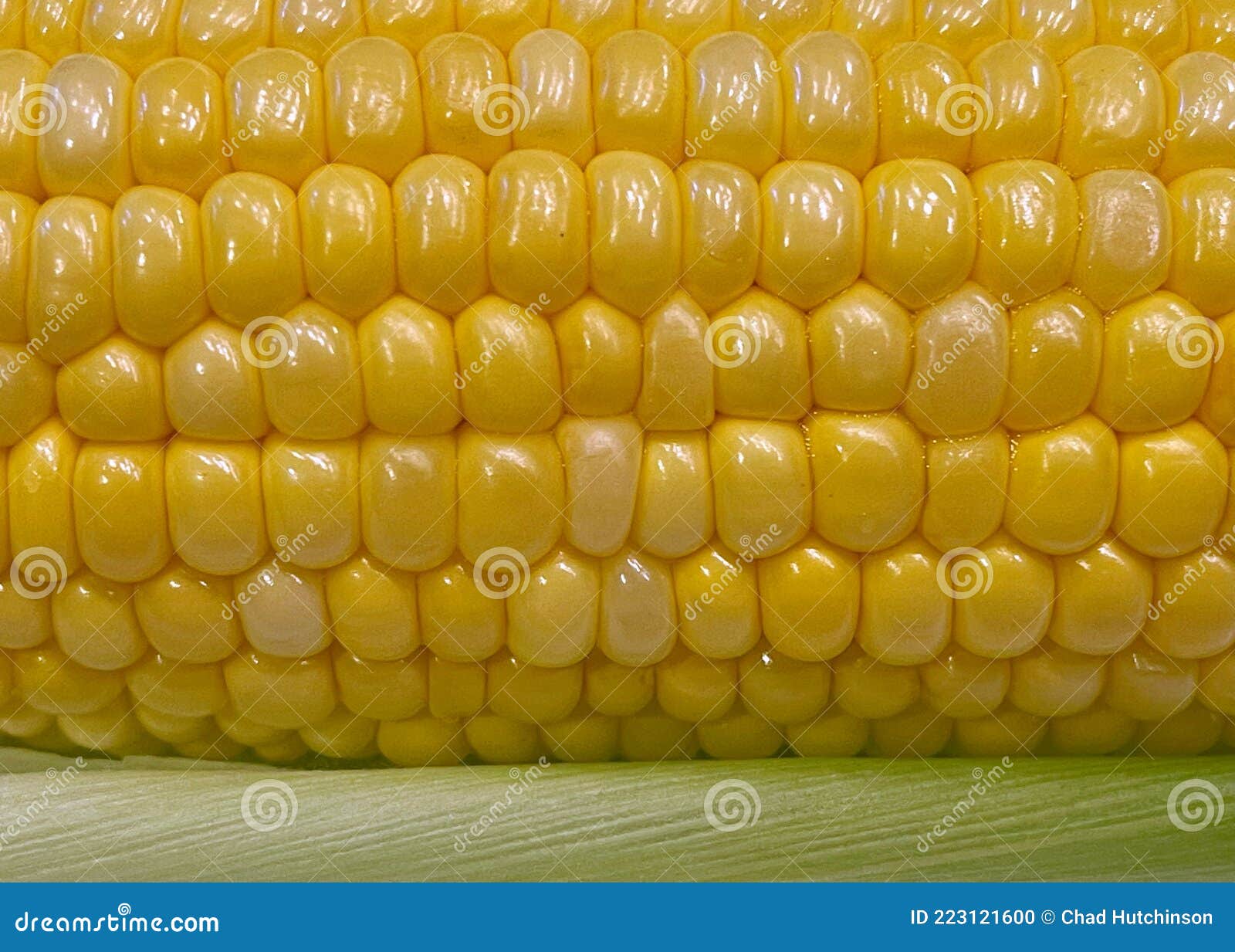 Sweet Yellow Corn on the Cob Stock Photo Image of resting, husk