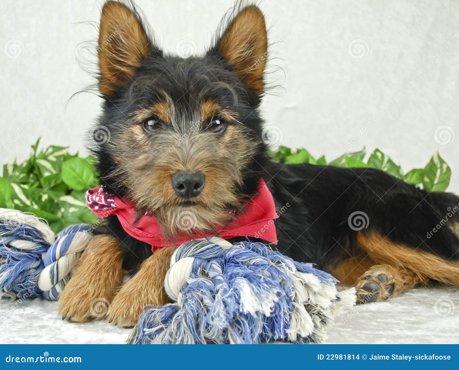 border collie yorkie mix