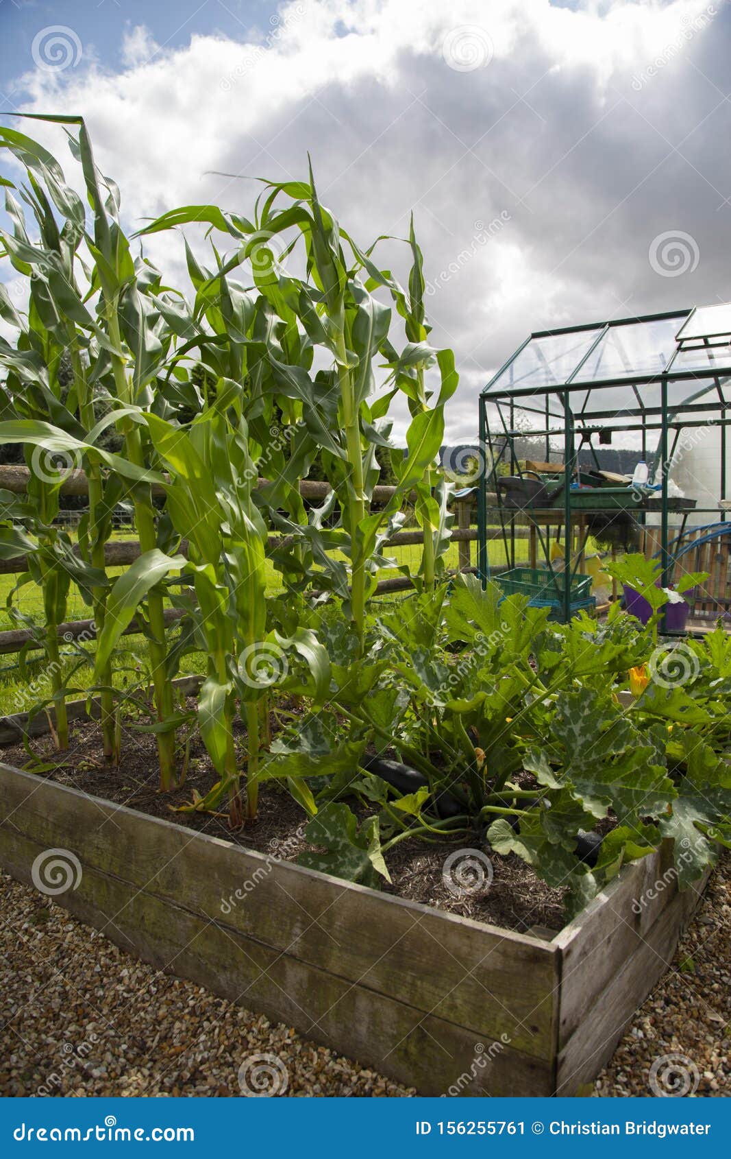 Sweetcorn And Courgette Growing In A Raised Vegetable Bed Plot. Stock Image Image of fence