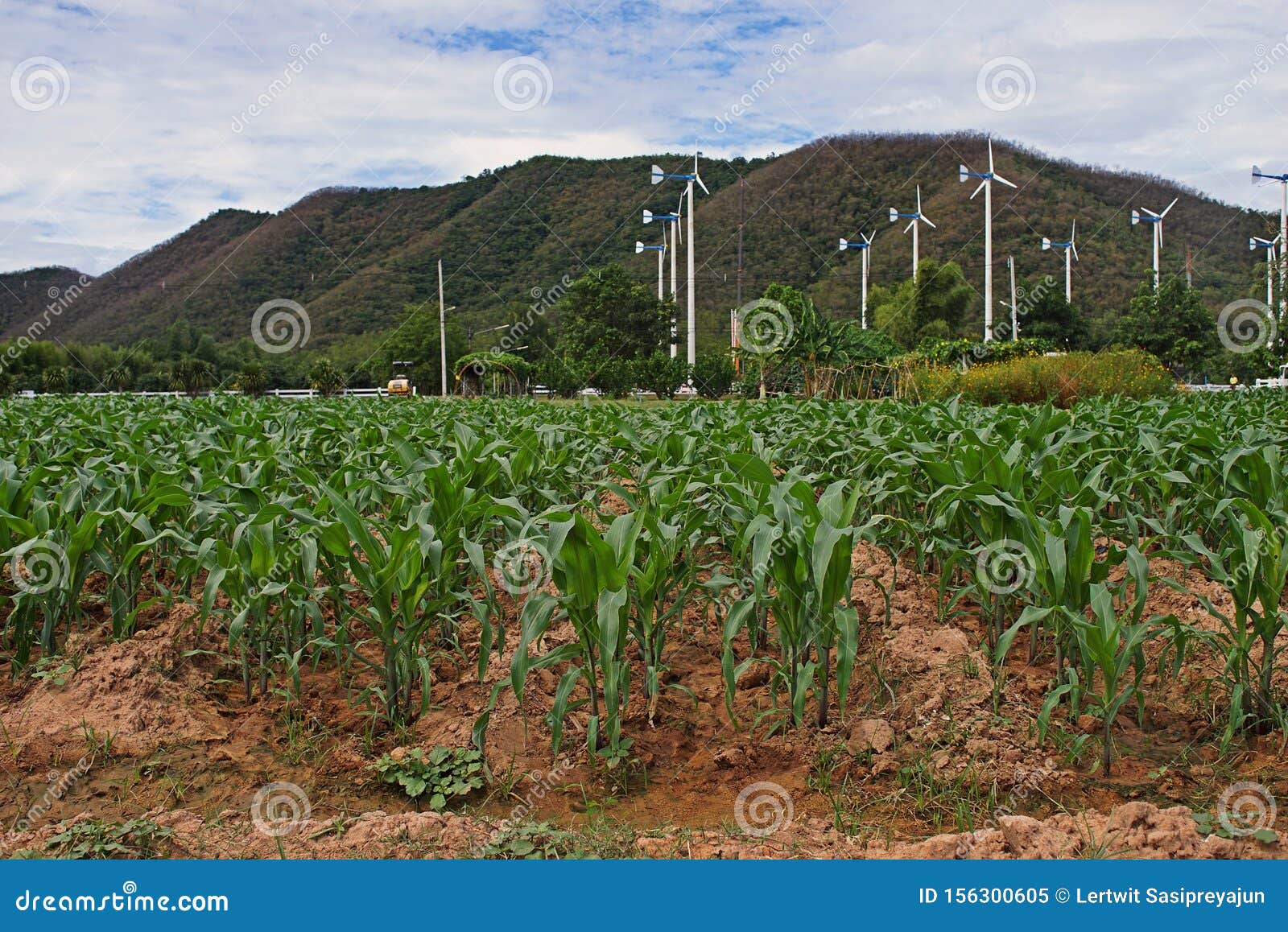 sweetcorn production field, small size farm