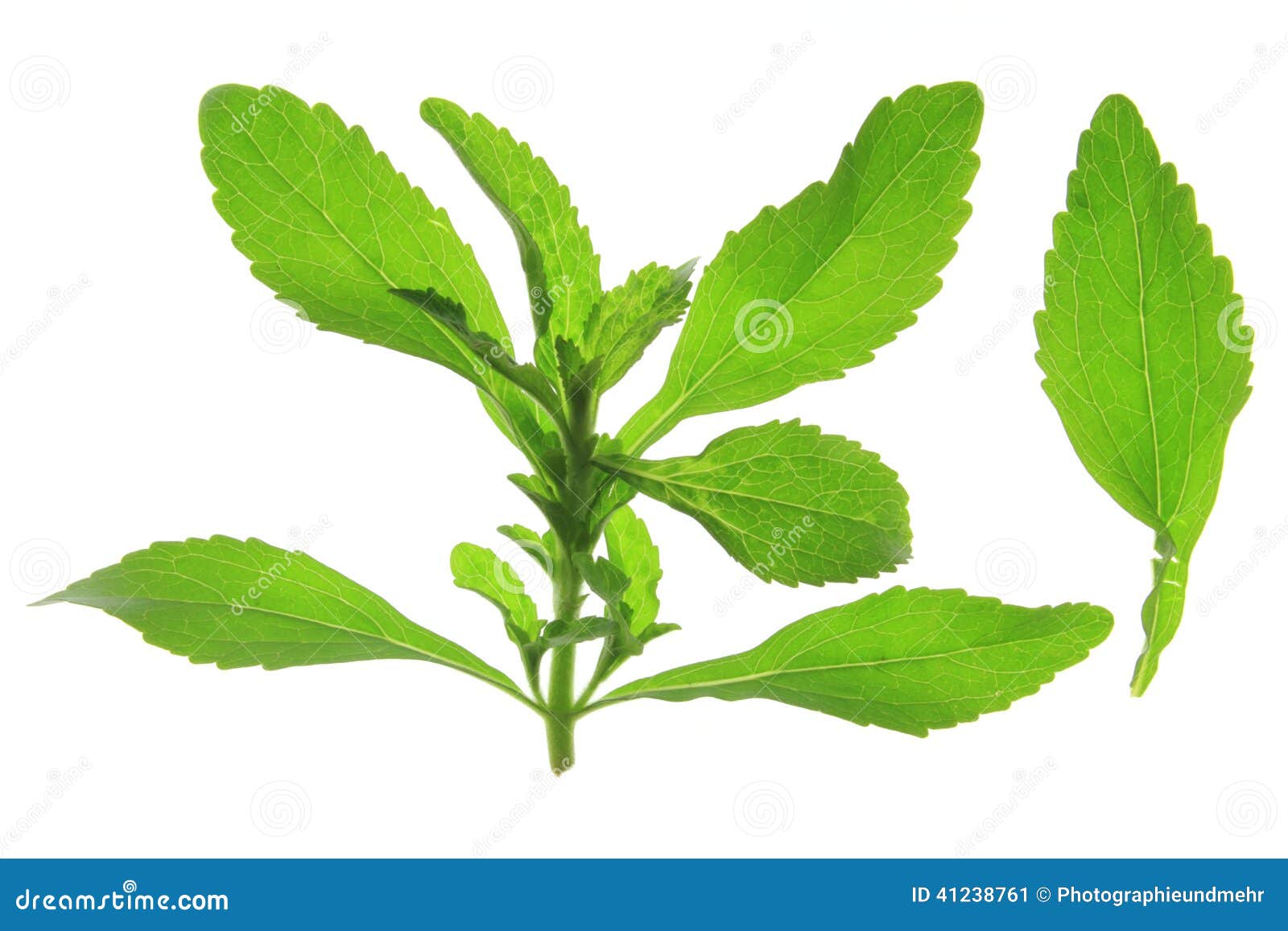 Sweetleaf (Stevia Rebaudiana) Stock Image Image of rebaudiana