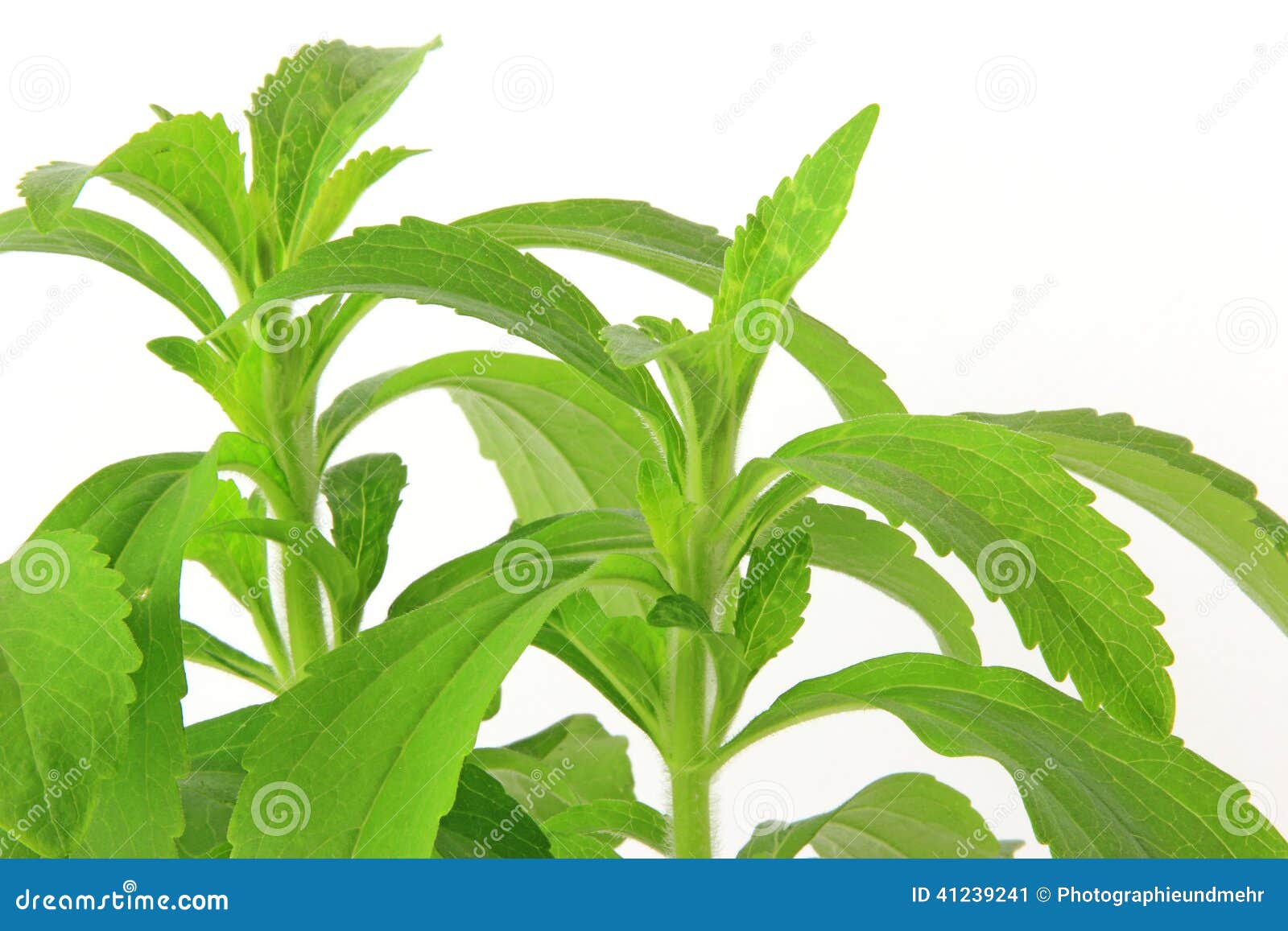 Sweetleaf (Stevia Rebaudiana) Stock Image Image of plant, herbs 41239241