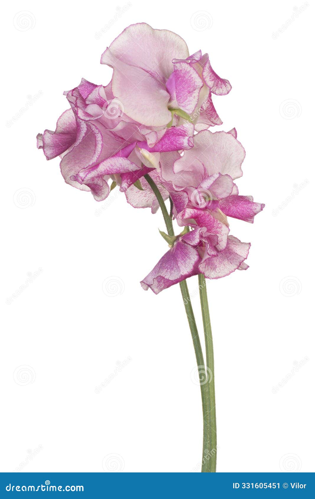 sweetpea flower