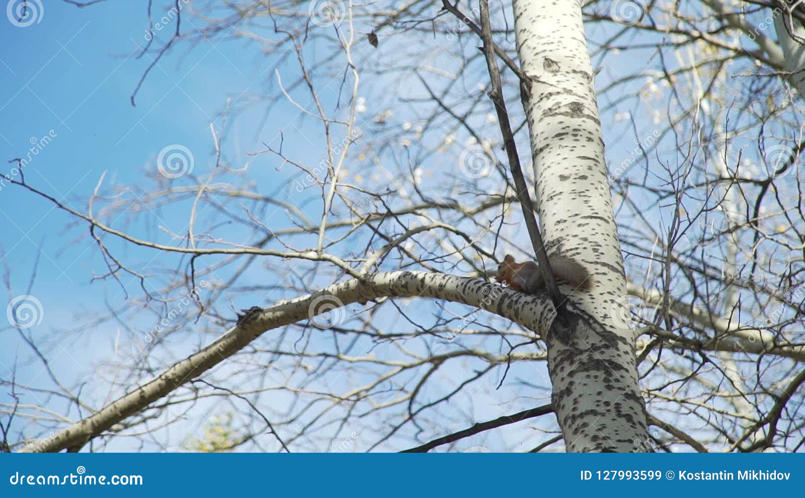 Sweety Squirrel On The Tree Stock Video Video Of Sunlight