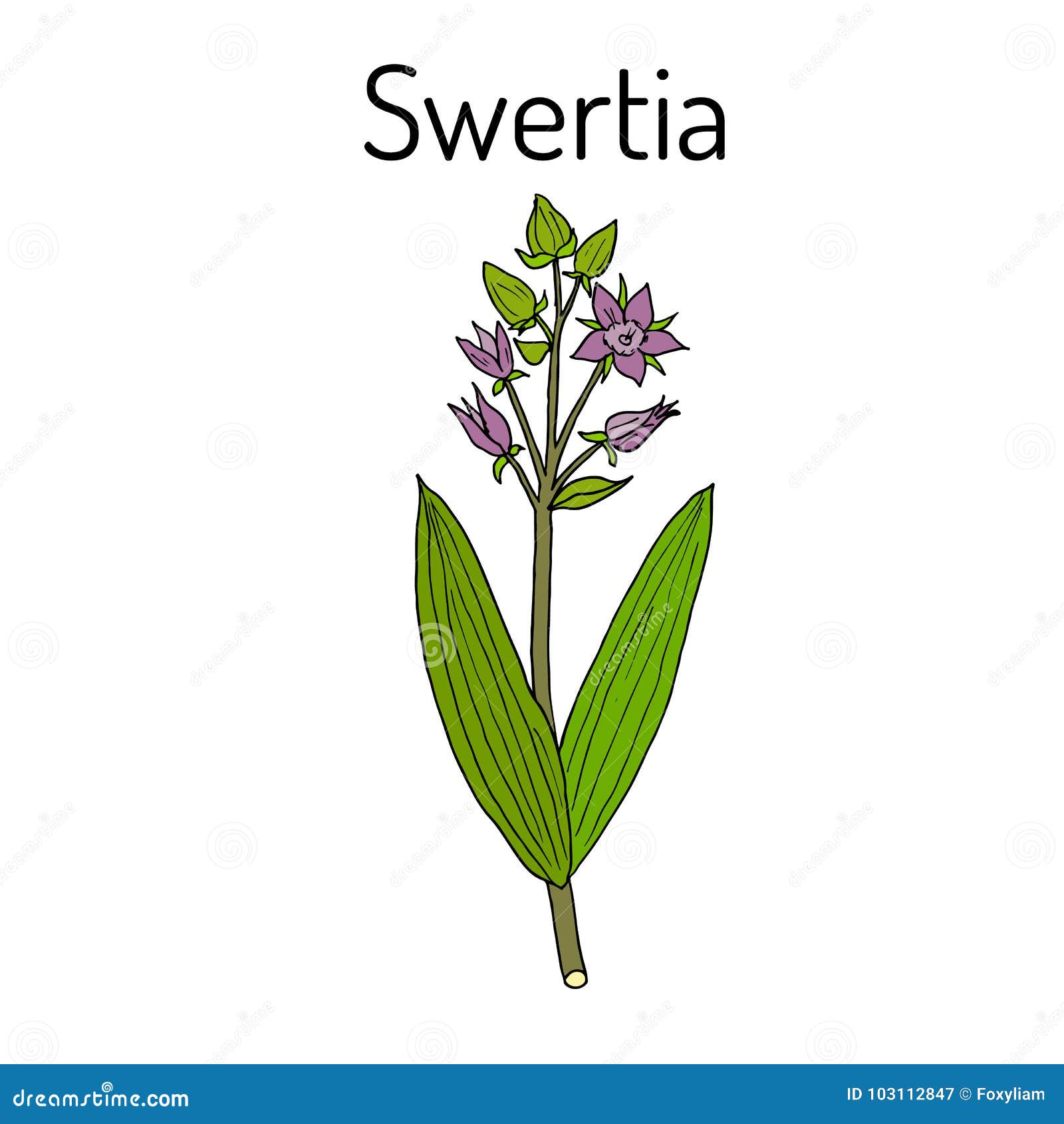 swertia chirata heilpflanze vektor abbildung - illustration von