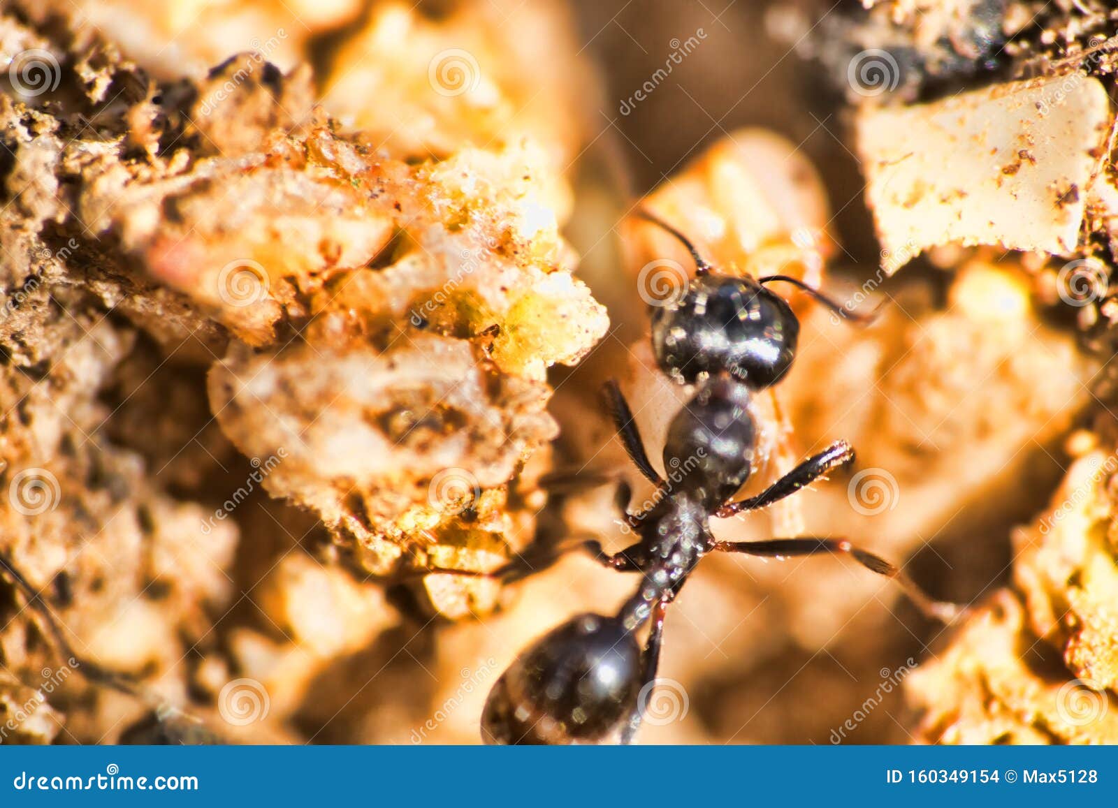 swift ants are fixed on macro photo