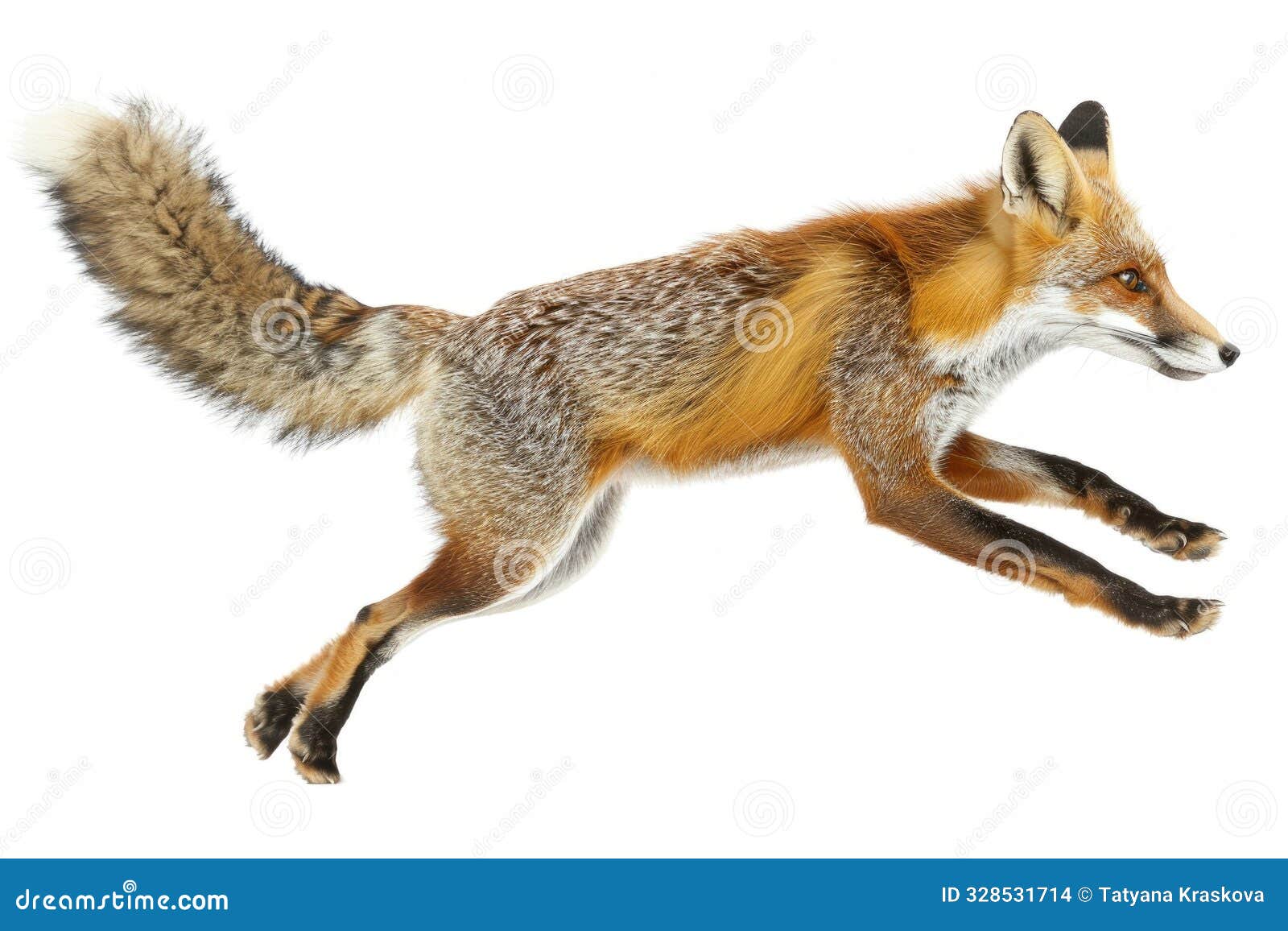 a fox sprinting in full motion