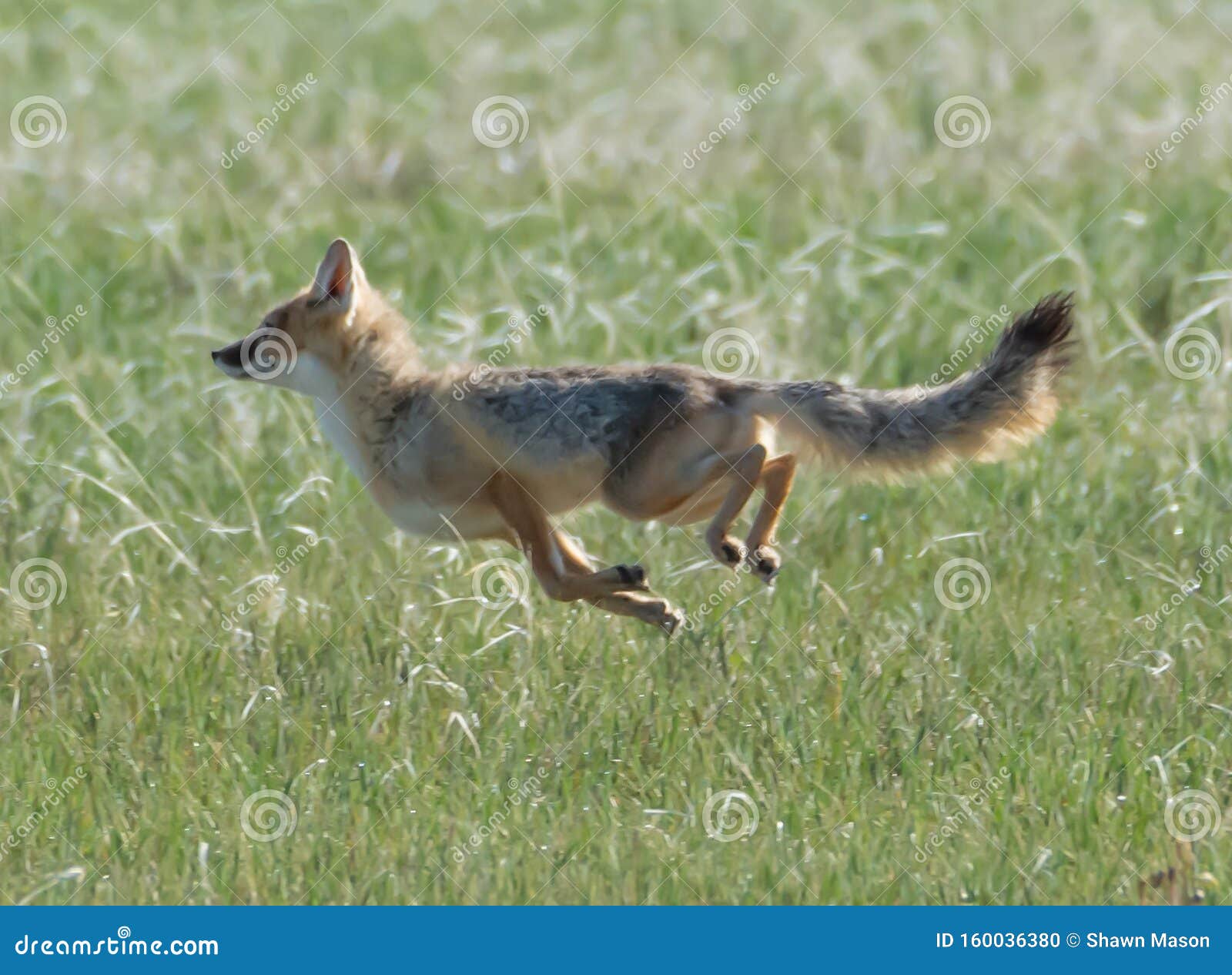 swift fox vixen showing her true speed