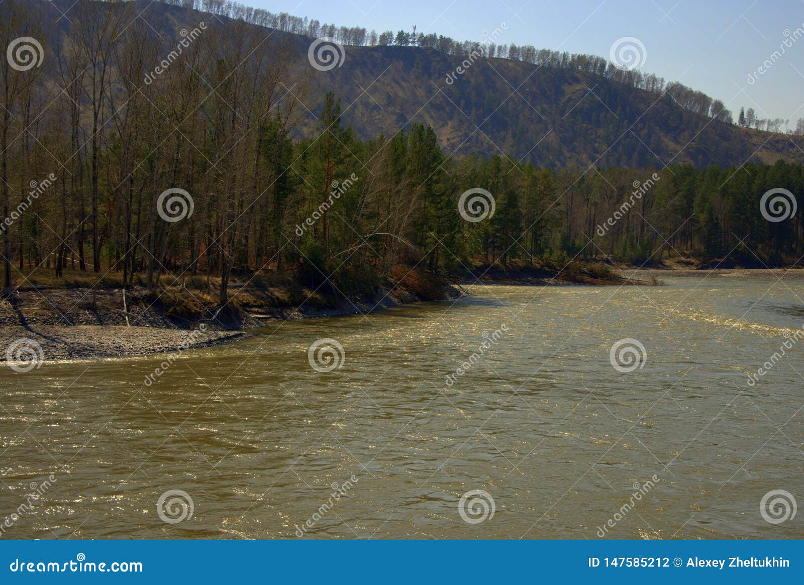 The Swift Katun River Carries Its Turquoise Waters Along The Foot Of