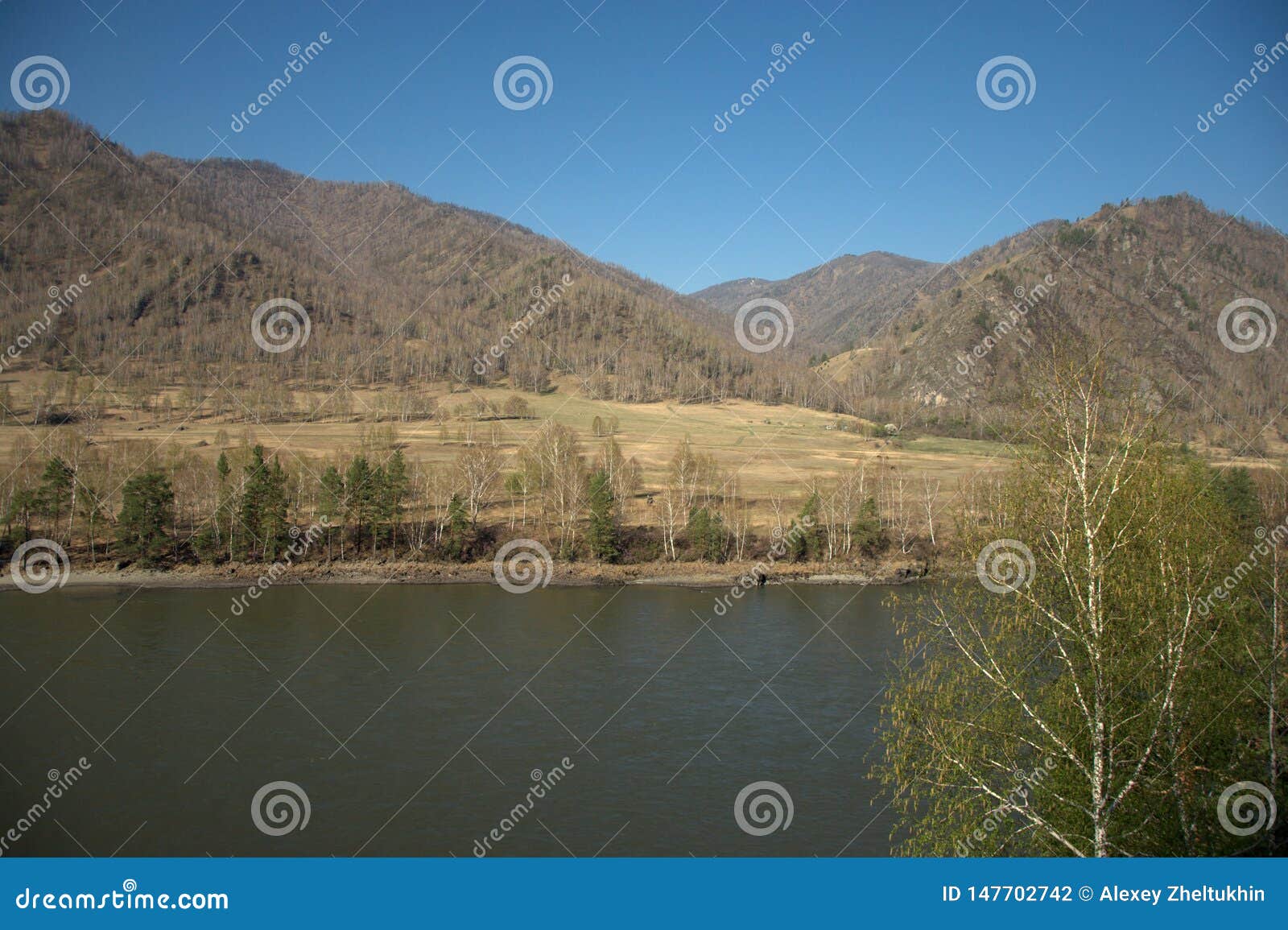 The Swift Katun River Carries Its Turquoise Waters Along The Foot Of