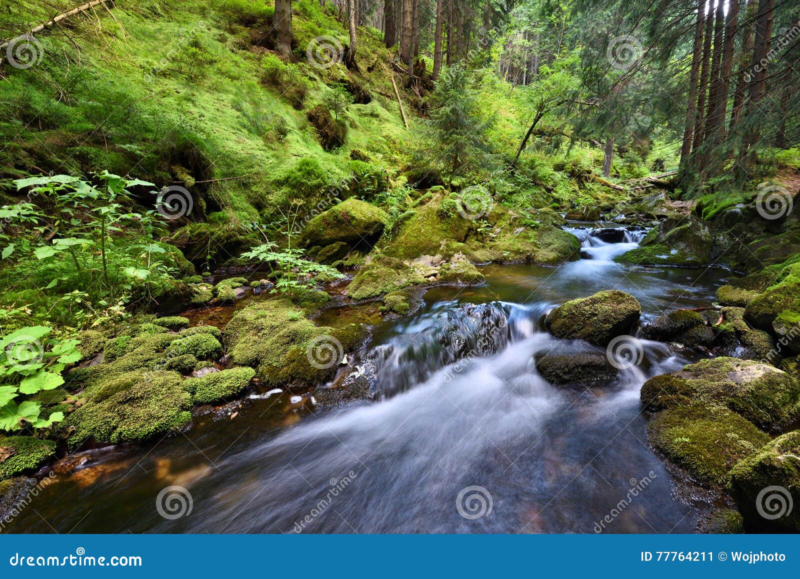 swift mountain creek in a green valley