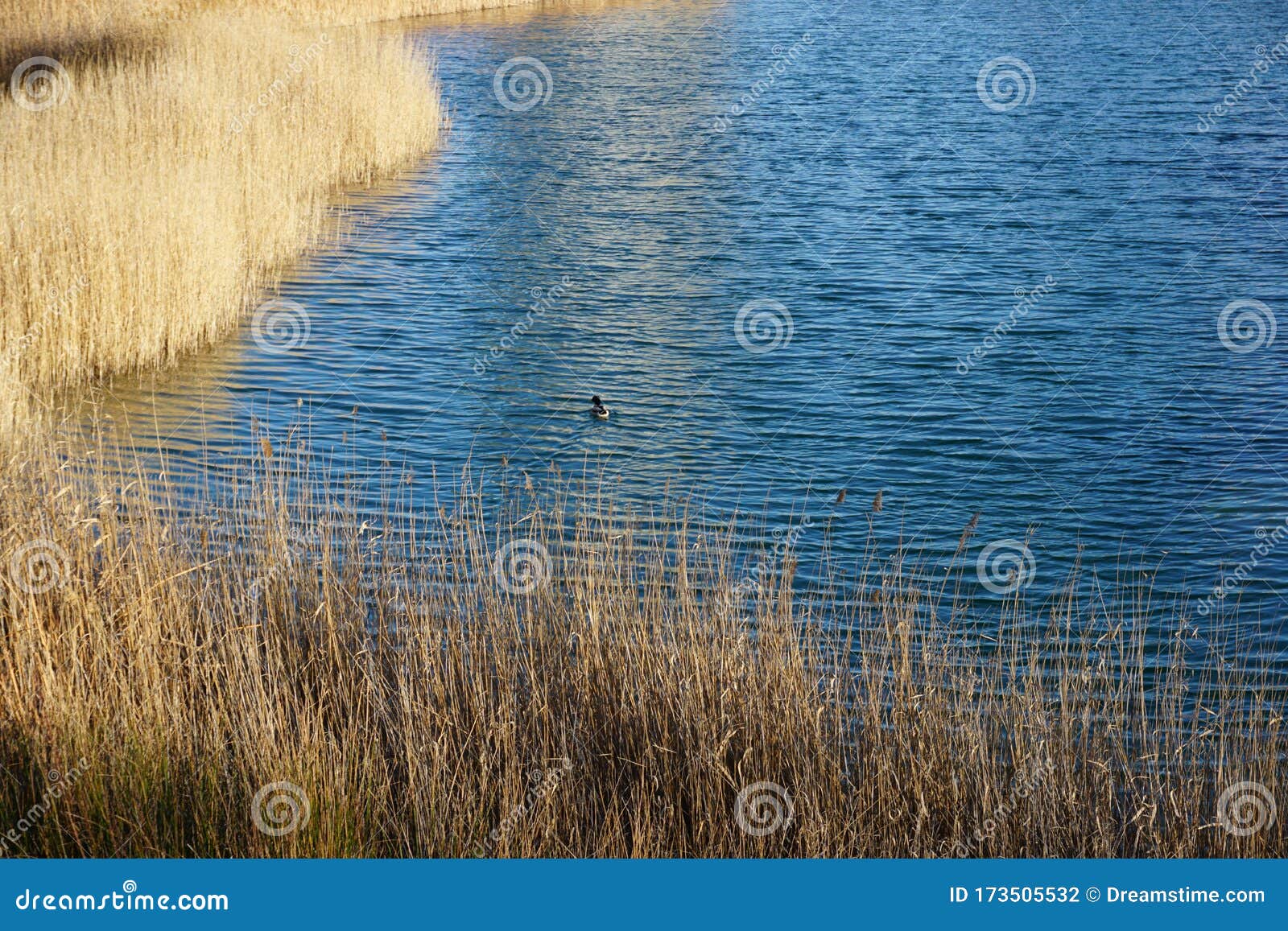 swimming alone in the pond. nadando sÃÂ³lo en el lago.