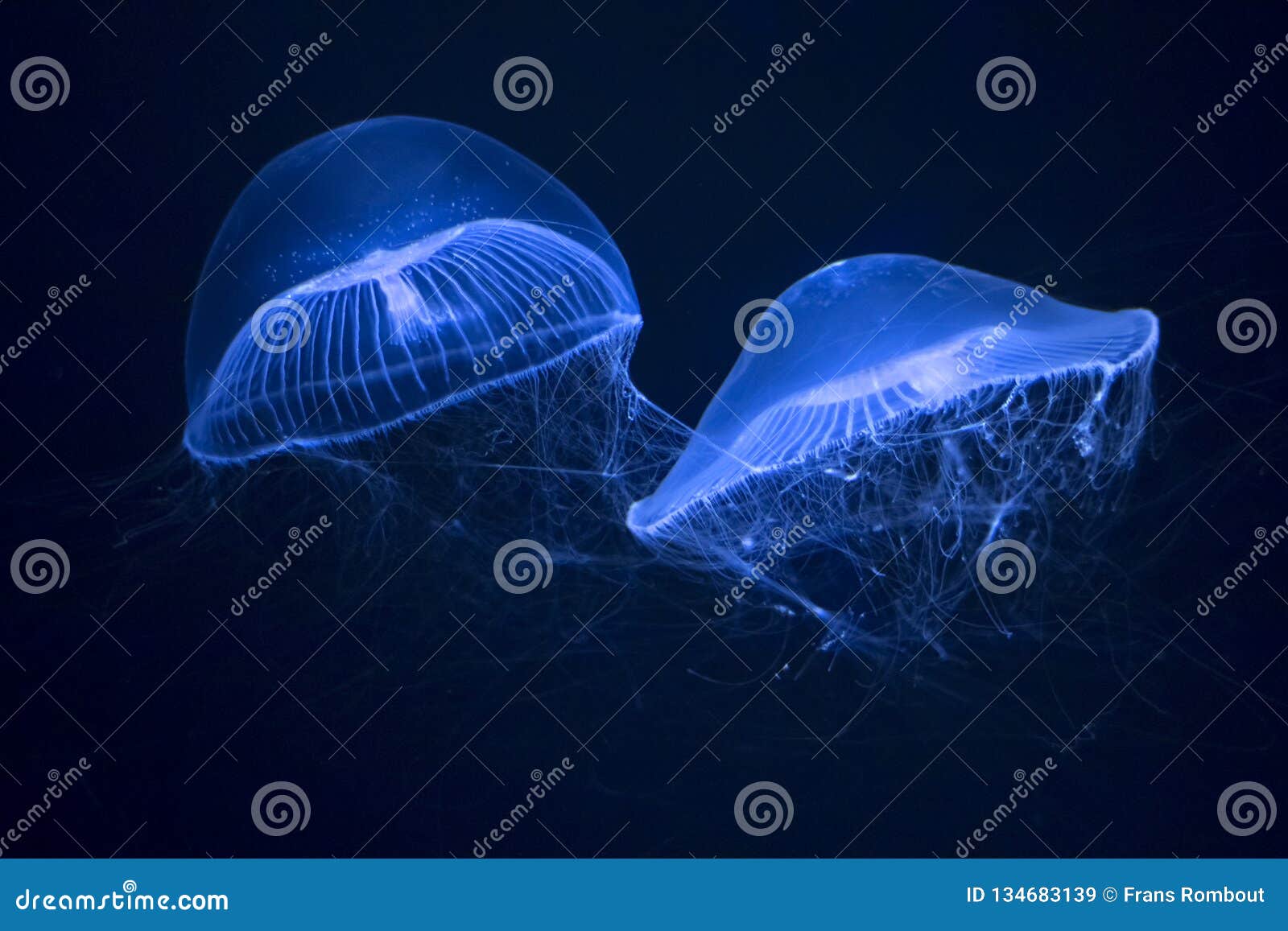 Swimming Crystal Jelly in an Aquarium Stock Image Image of japan