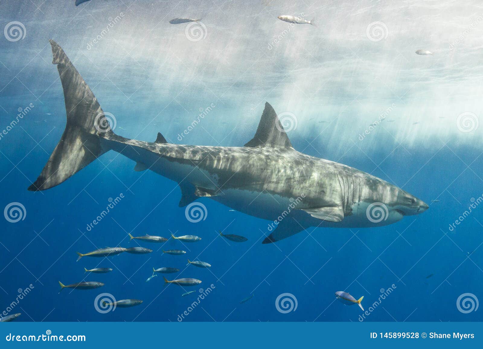 Cage Diving with Great White Sharks in Mexico Stock Photo - Image of