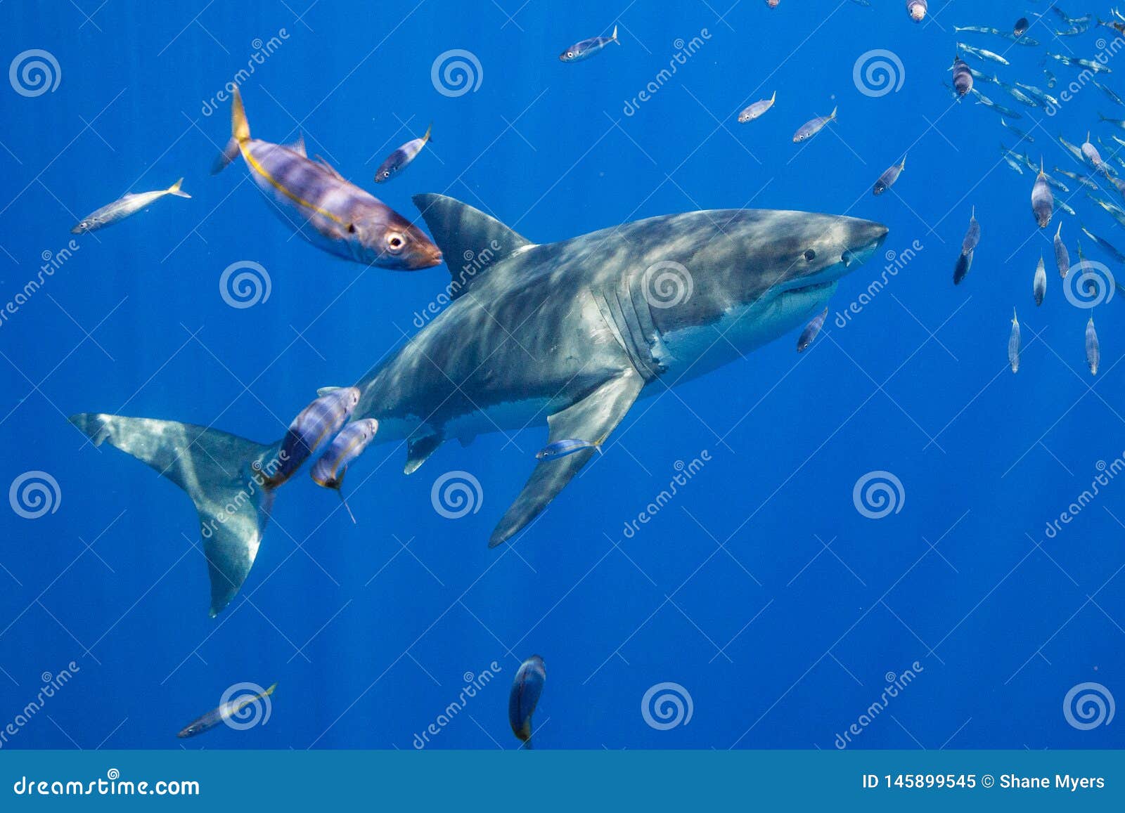 Cage Diving with Great White Sharks in Mexico Stock Image - Image of