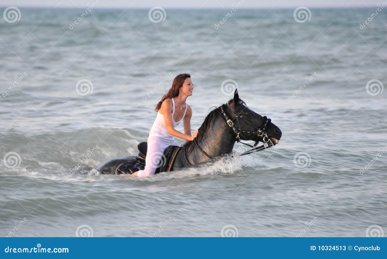 Swimming horse stock image. Image of swimming, pretty 10324513