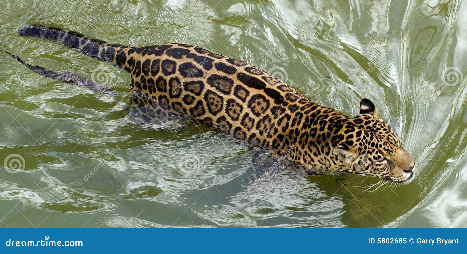 swimming jaguar