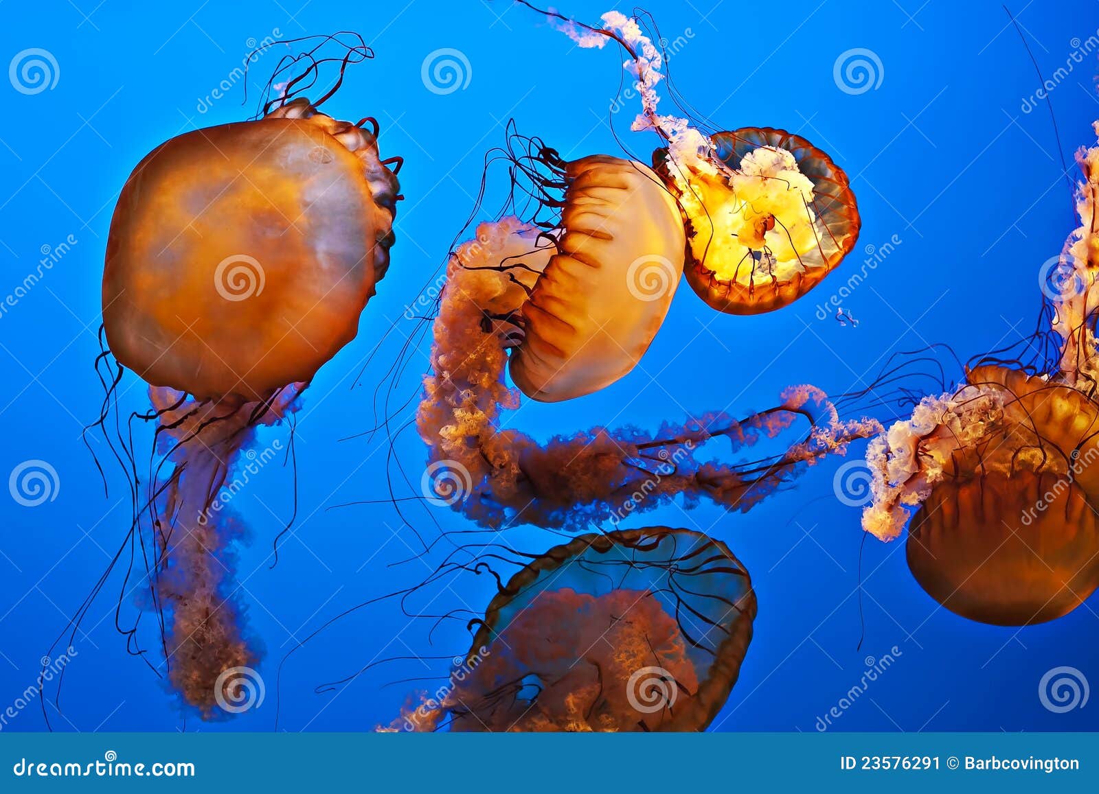 Swimming jellyfish stock image. Image of morphologies 23576291