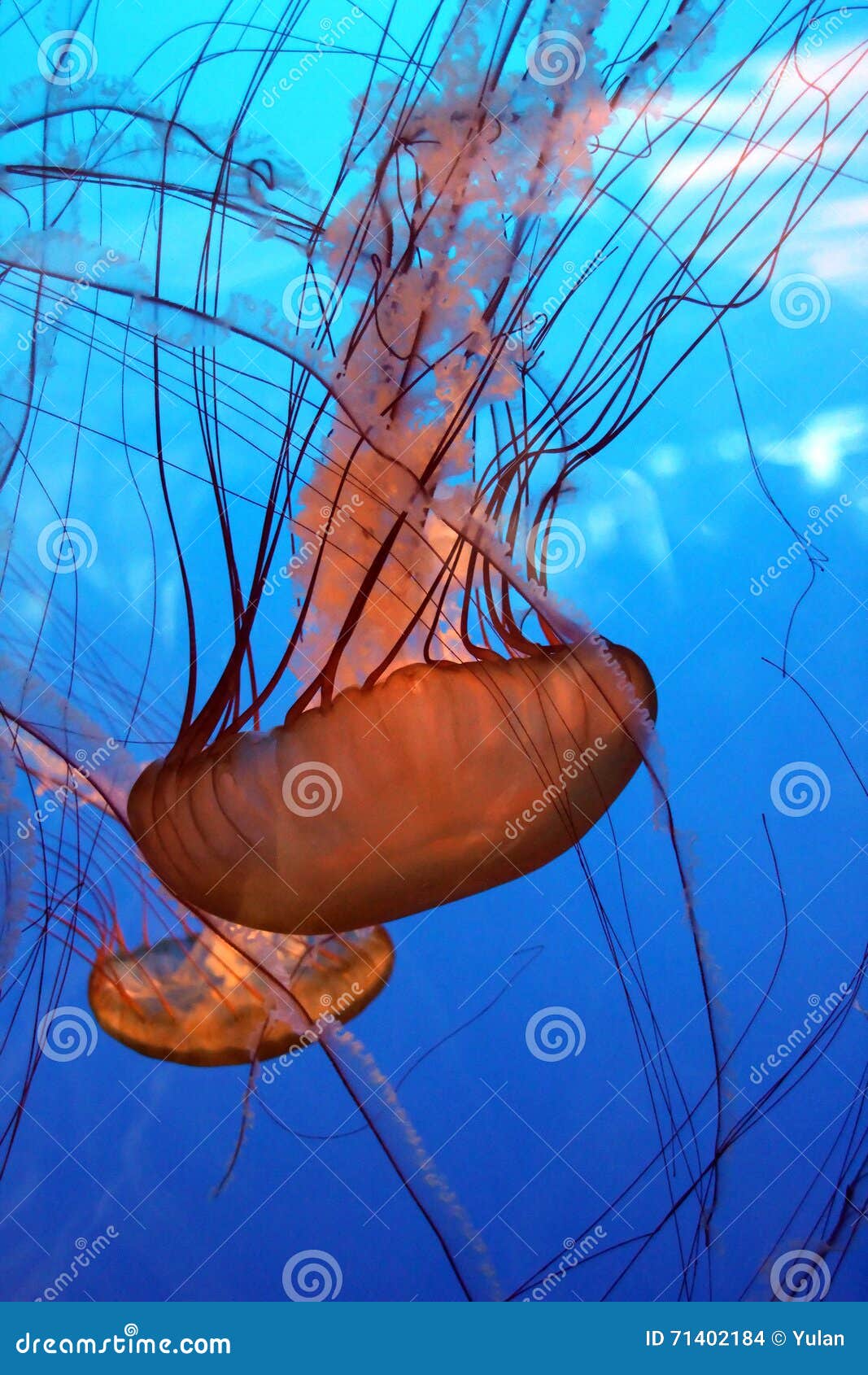 Swimming jellyfish stock photo. Image of jellyfish, canada 71402184