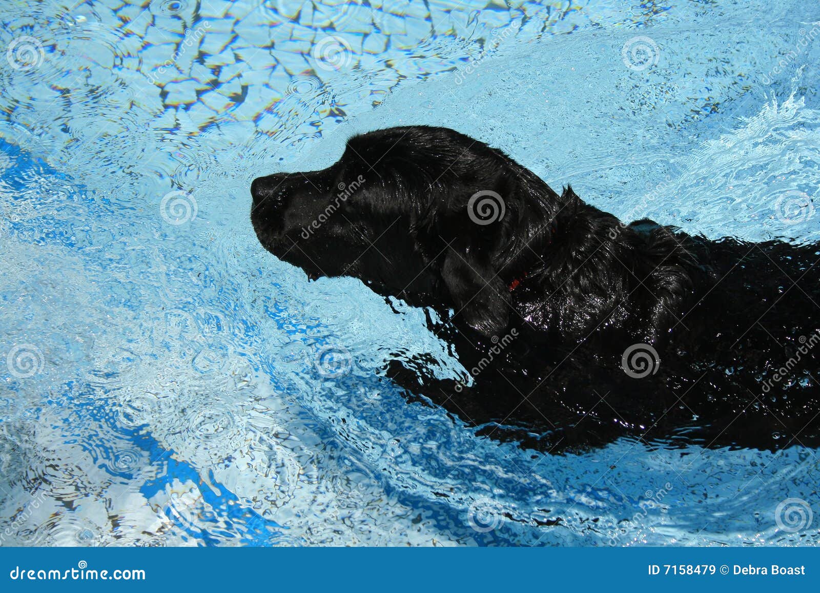 Swimming labrador stock image. Image of swim, dark, pool 7158479