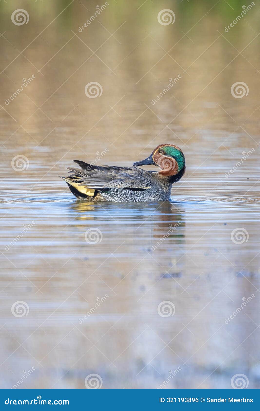 swimming male eurasian teal, anas crecca, duck portrait