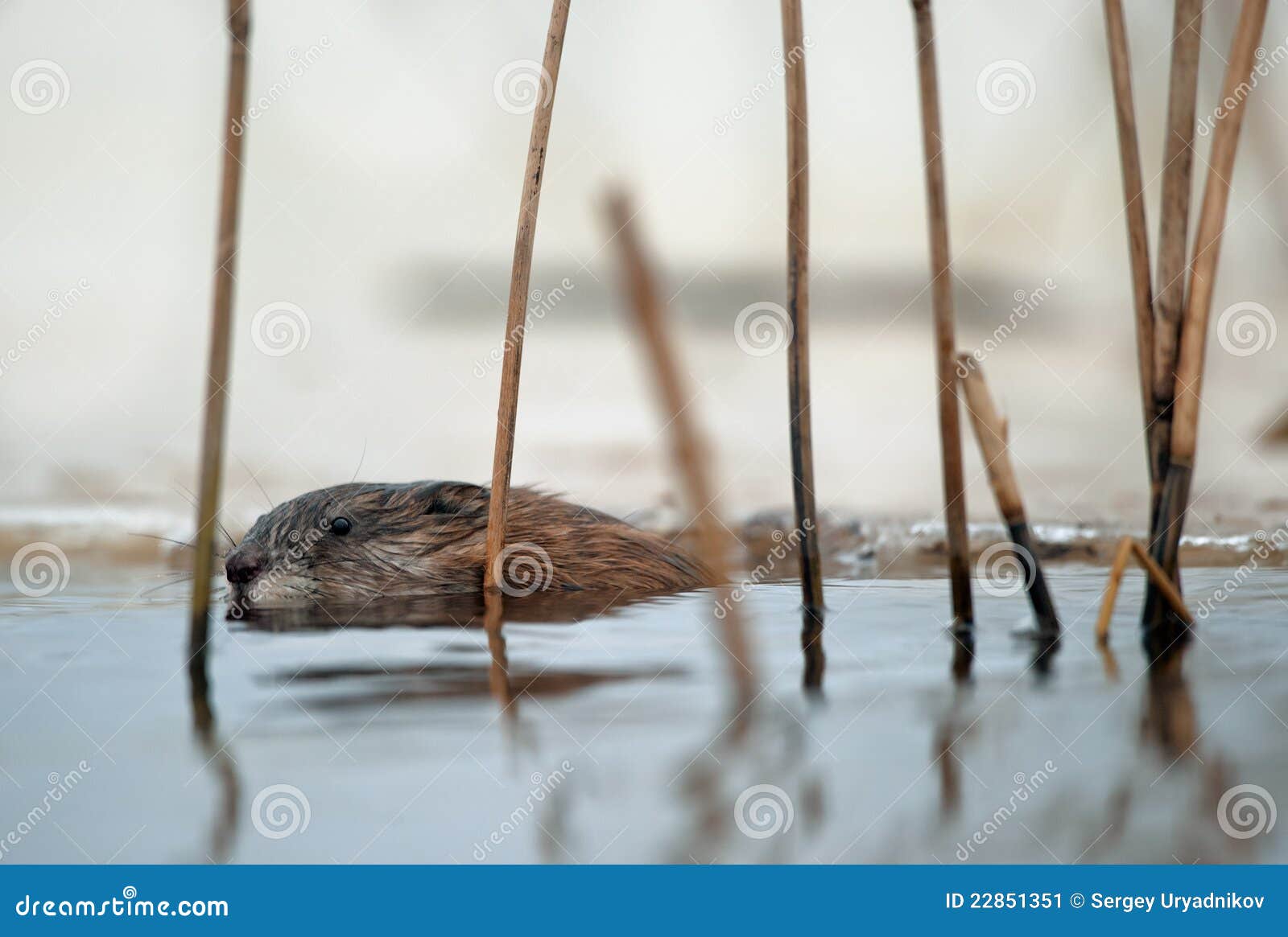 Swimming Muskrat stock image. Image of cute, liquid, motion - 22851351