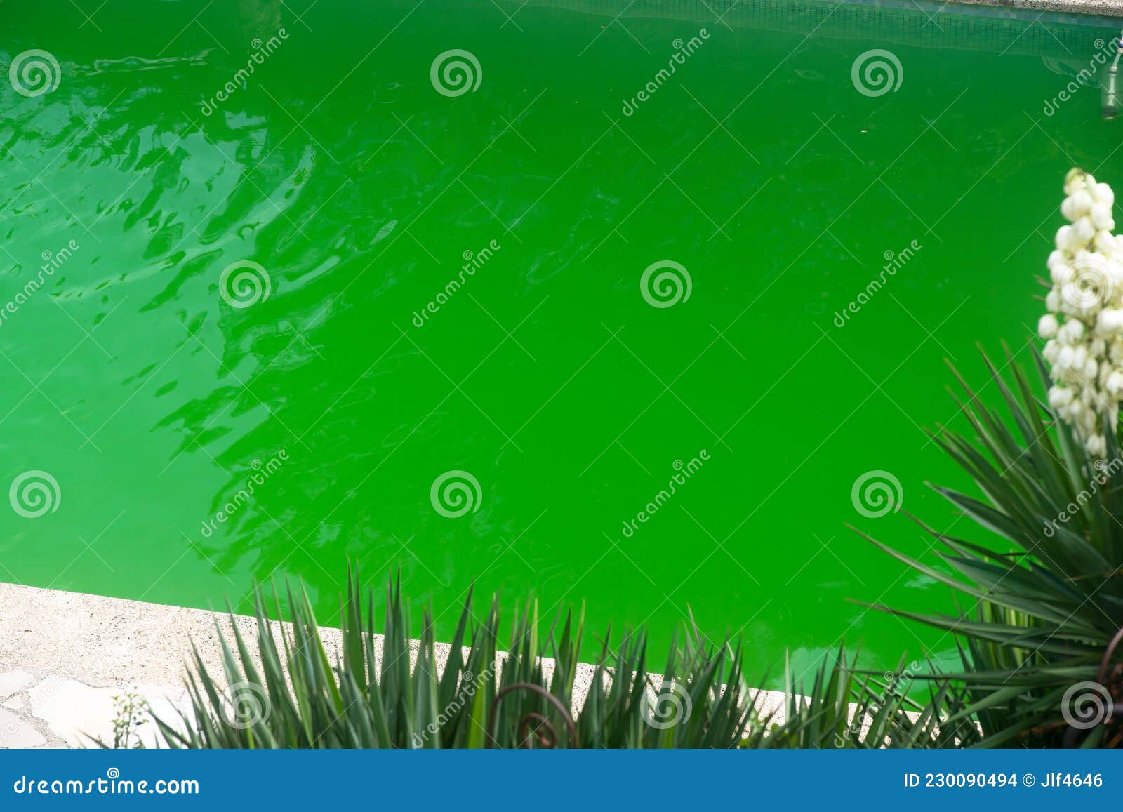 Swimming Pool with Green Water Stock Photo Image of home, leisure