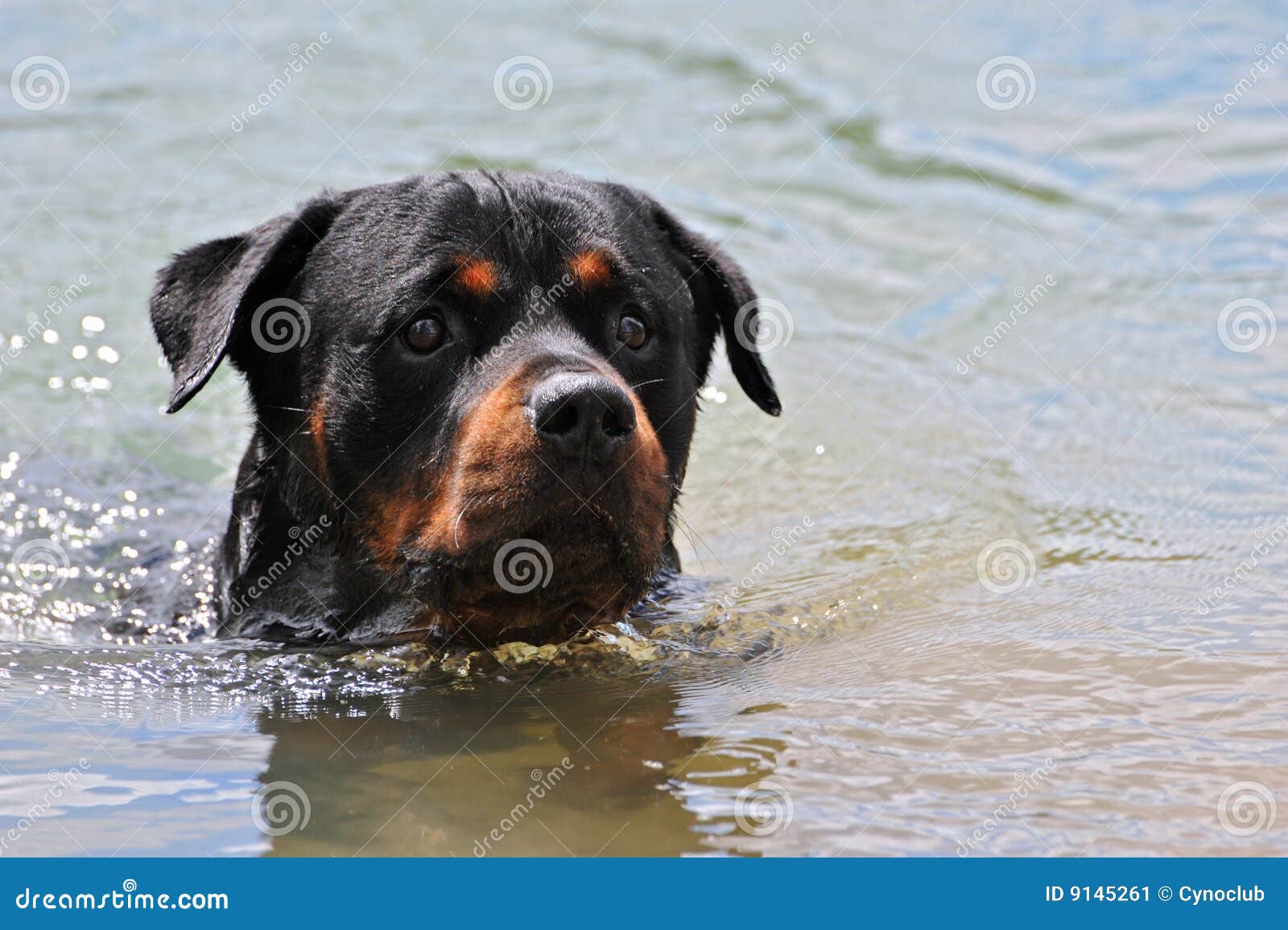 Swimming rottweiler stock image. Image of nature, beautiful 9145261