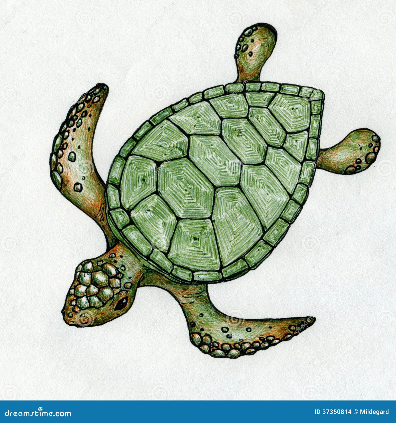 Swimming sea turtle stock illustration. Illustration of turtles ...