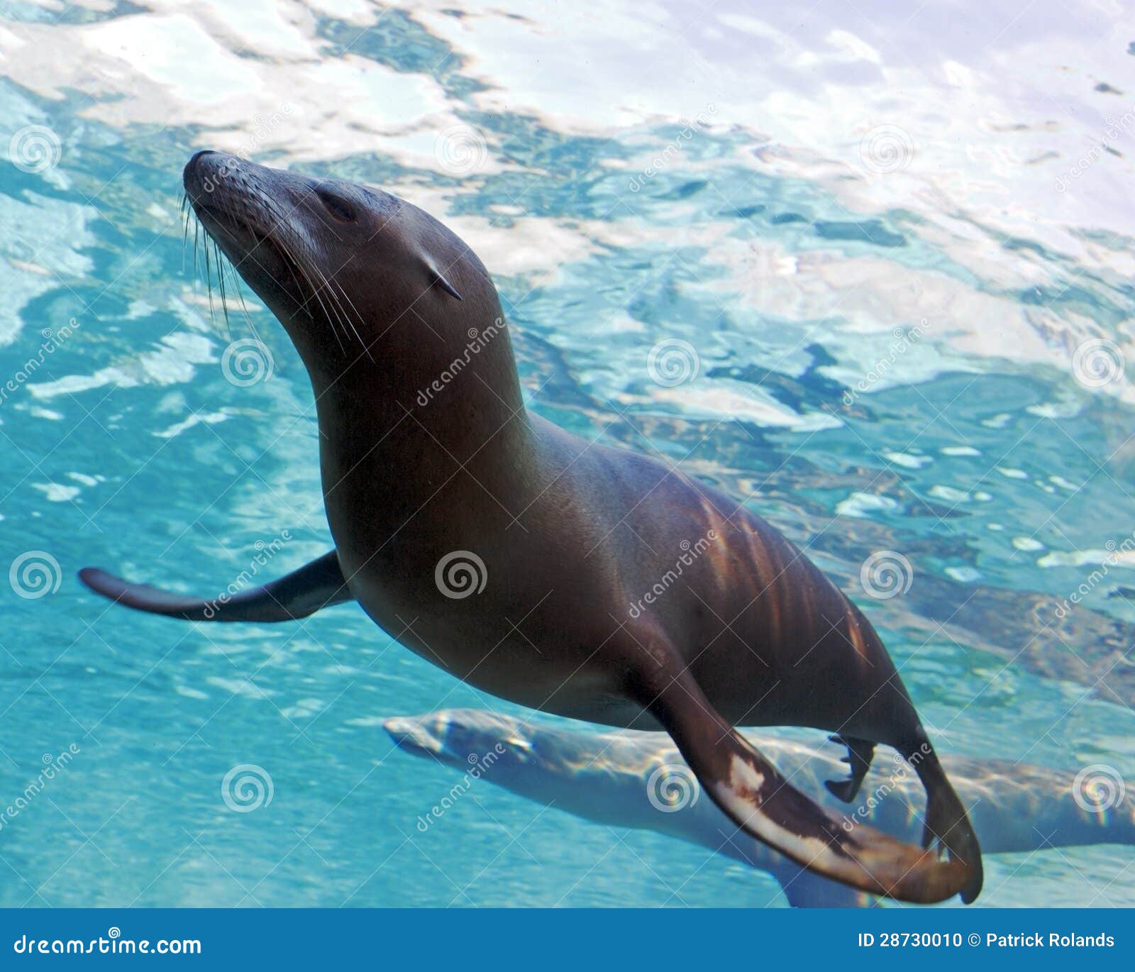 Swimming seals stock photo. Image of aquatic, silly, ocean 28730010